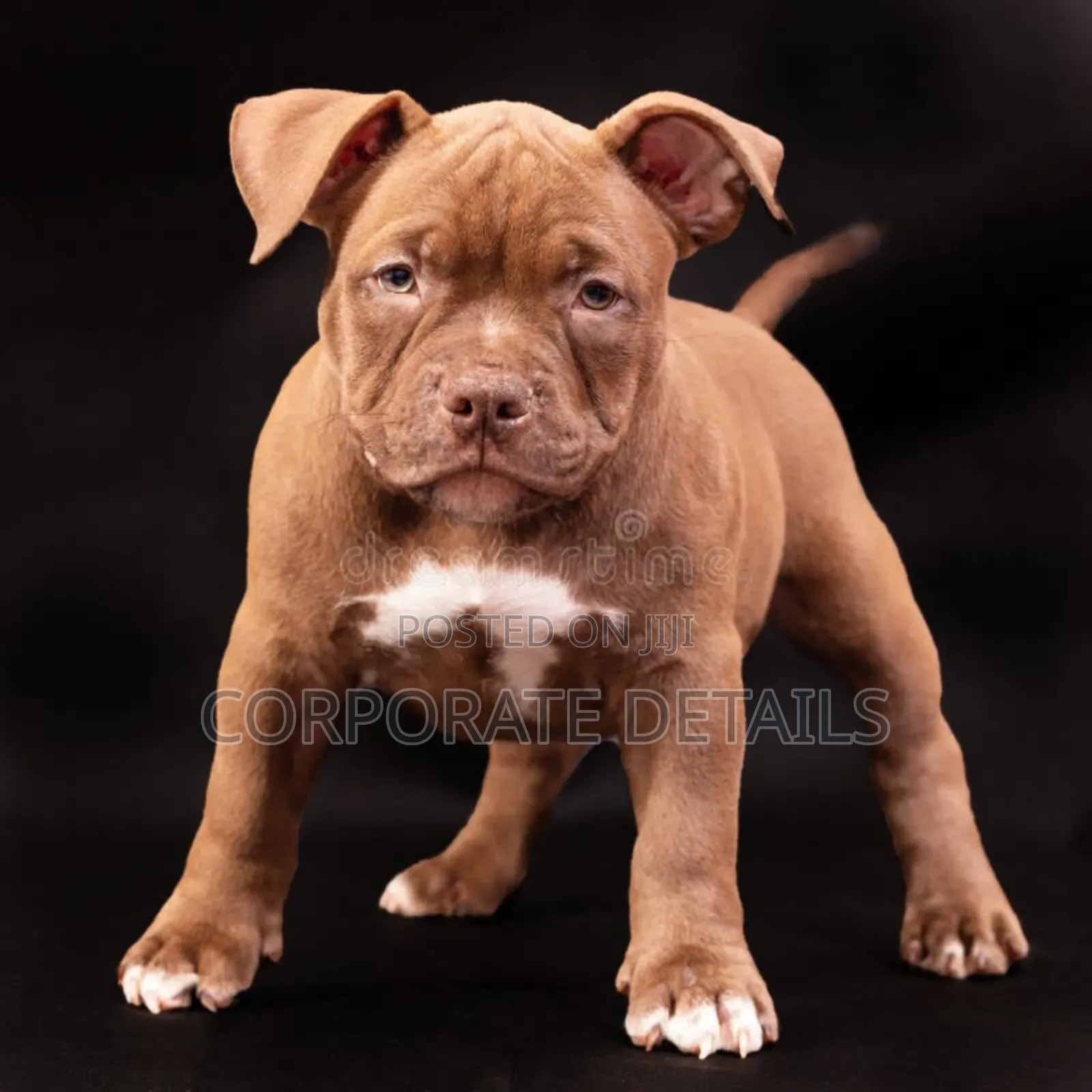 1-3 months Male Purebred American Pit Bull Terrier