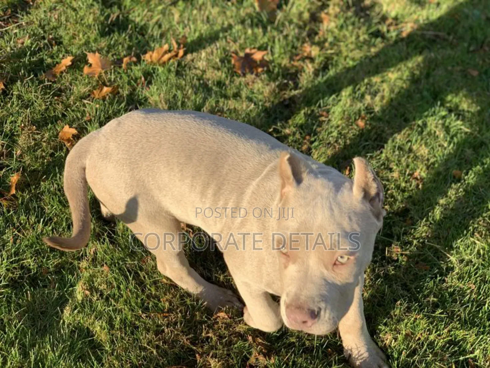1-3 months Male Purebred American Pit Bull Terrier