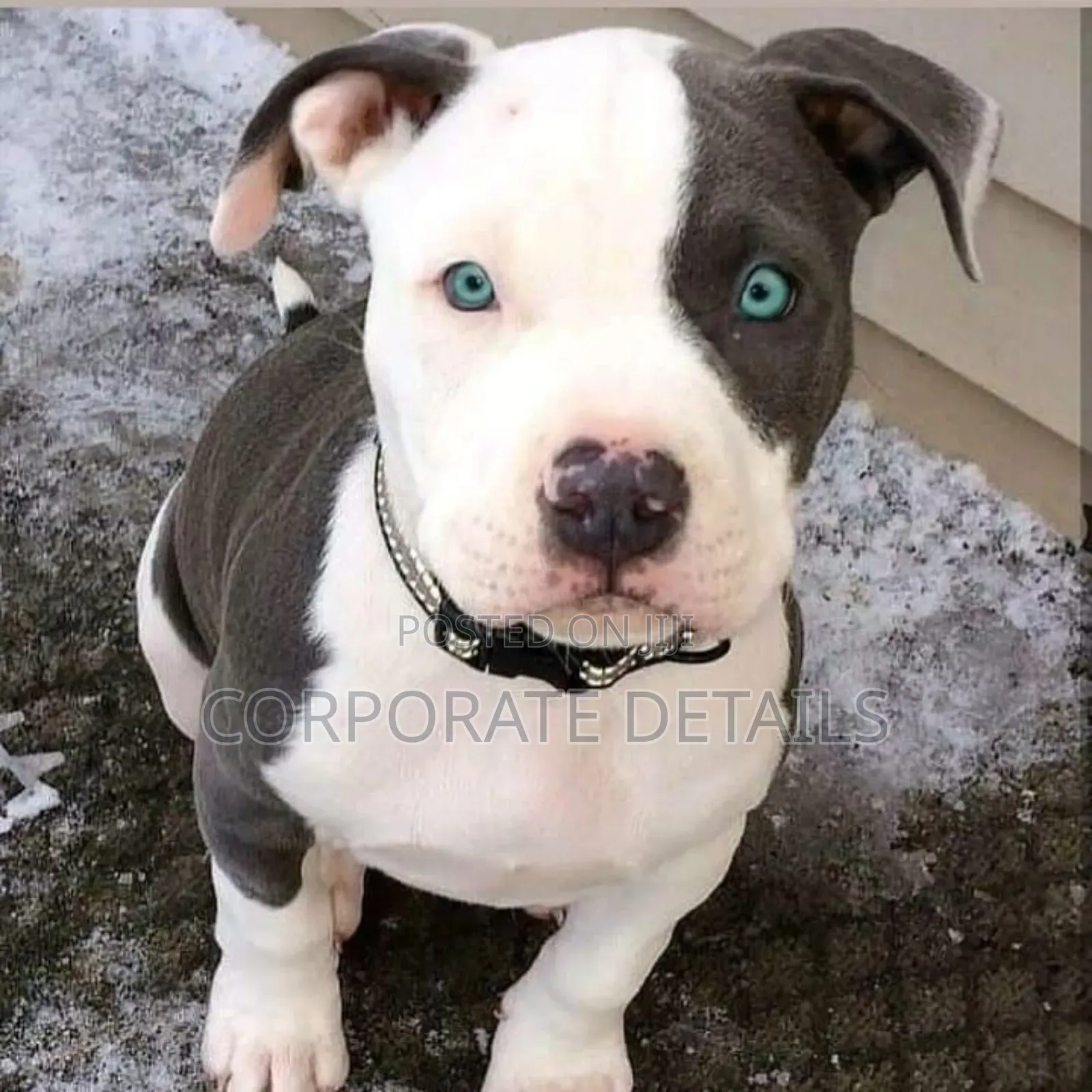 1-3 months Male Purebred American Pit Bull Terrier