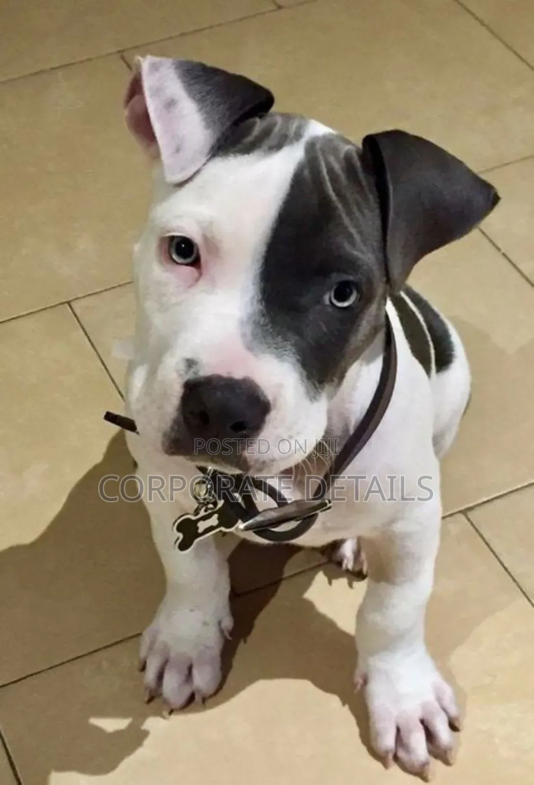 1-3 months Male Purebred American Pit Bull Terrier