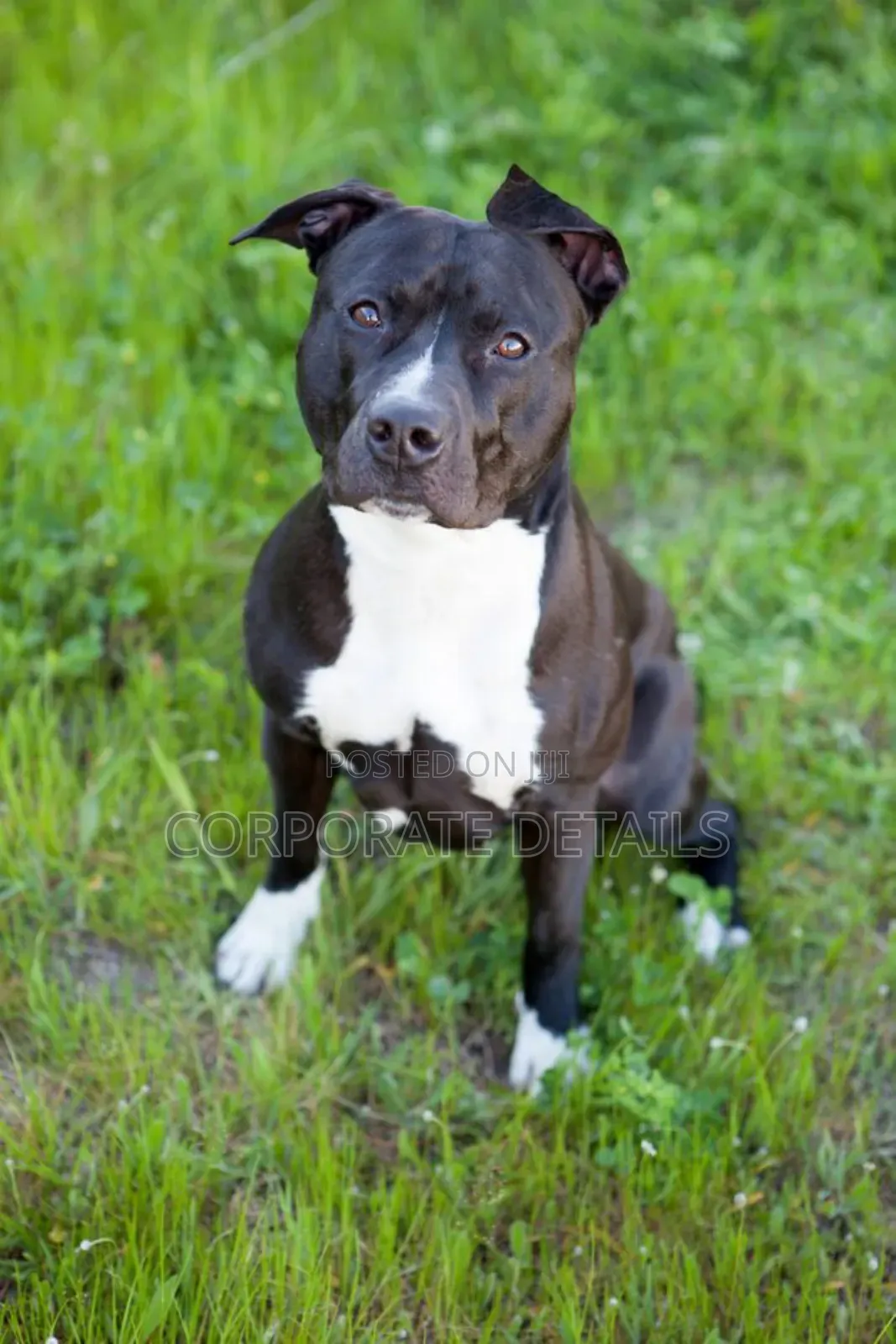 1+ year Male Purebred American Pit Bull Terrier