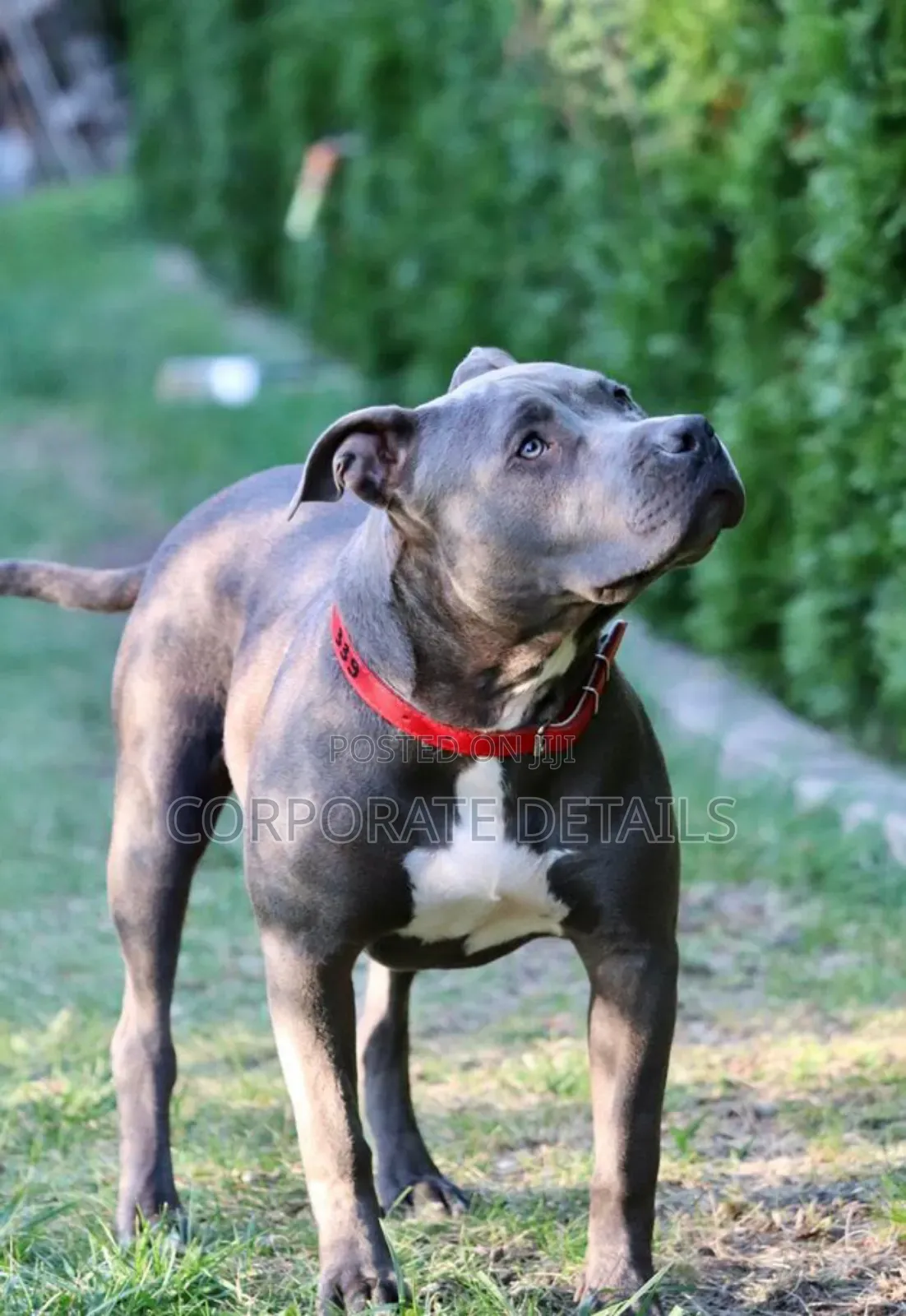 1+ year Male Purebred American Pit Bull Terrier