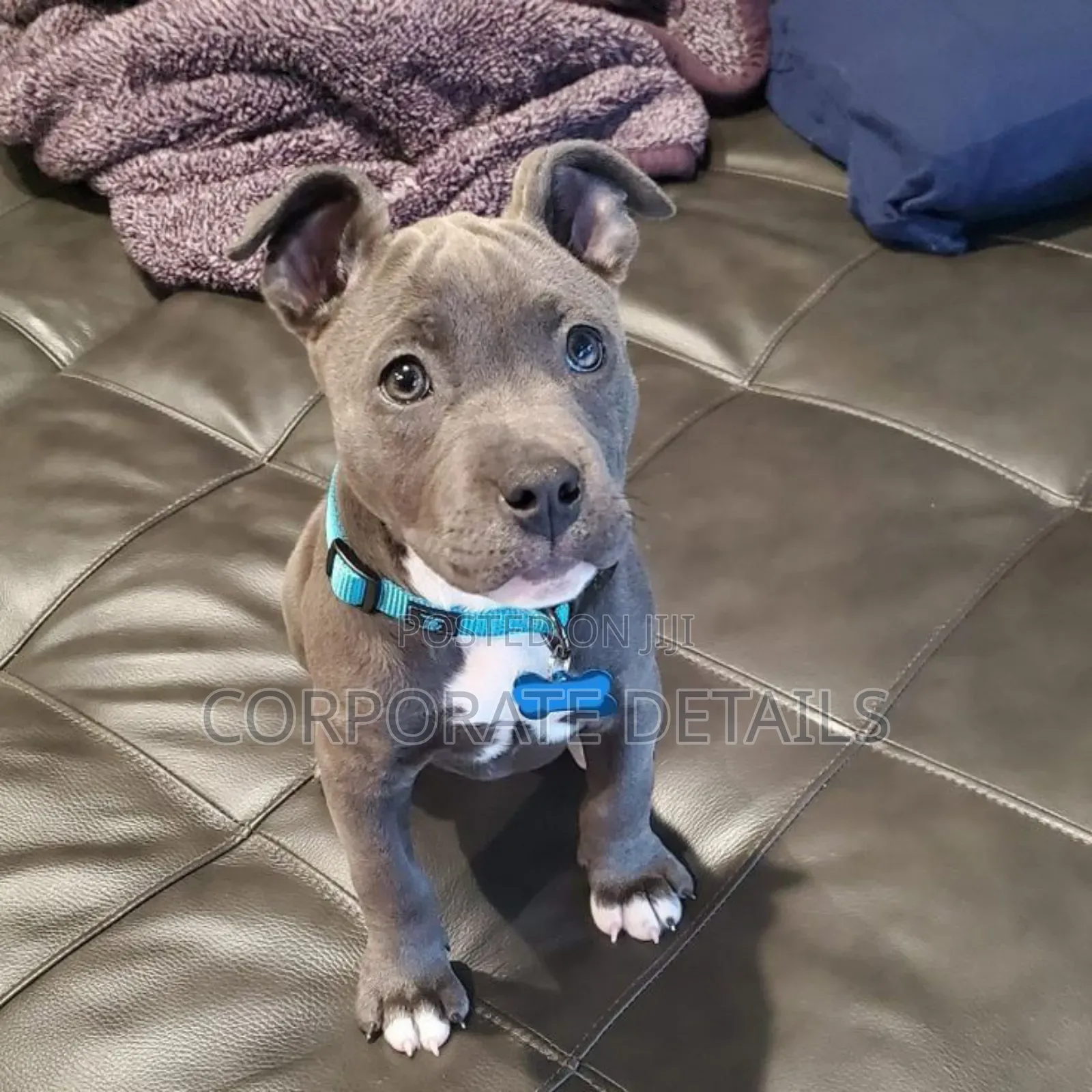 1-3 months Male Purebred American Pit Bull Terrier