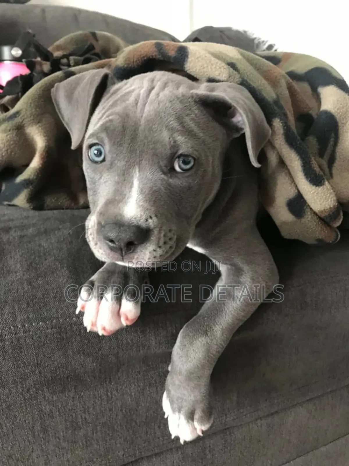1-3 months Male Purebred American Pit Bull Terrier