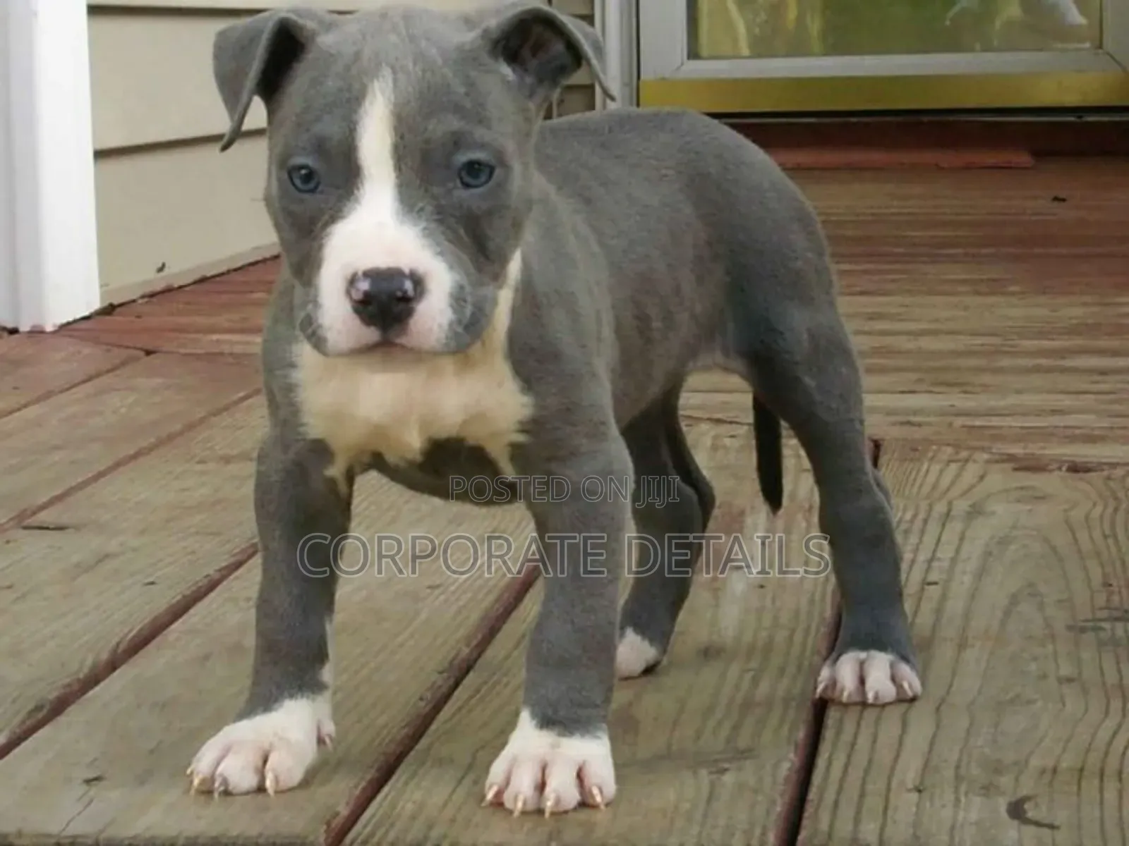 1-3 months Male Purebred American Pit Bull Terrier