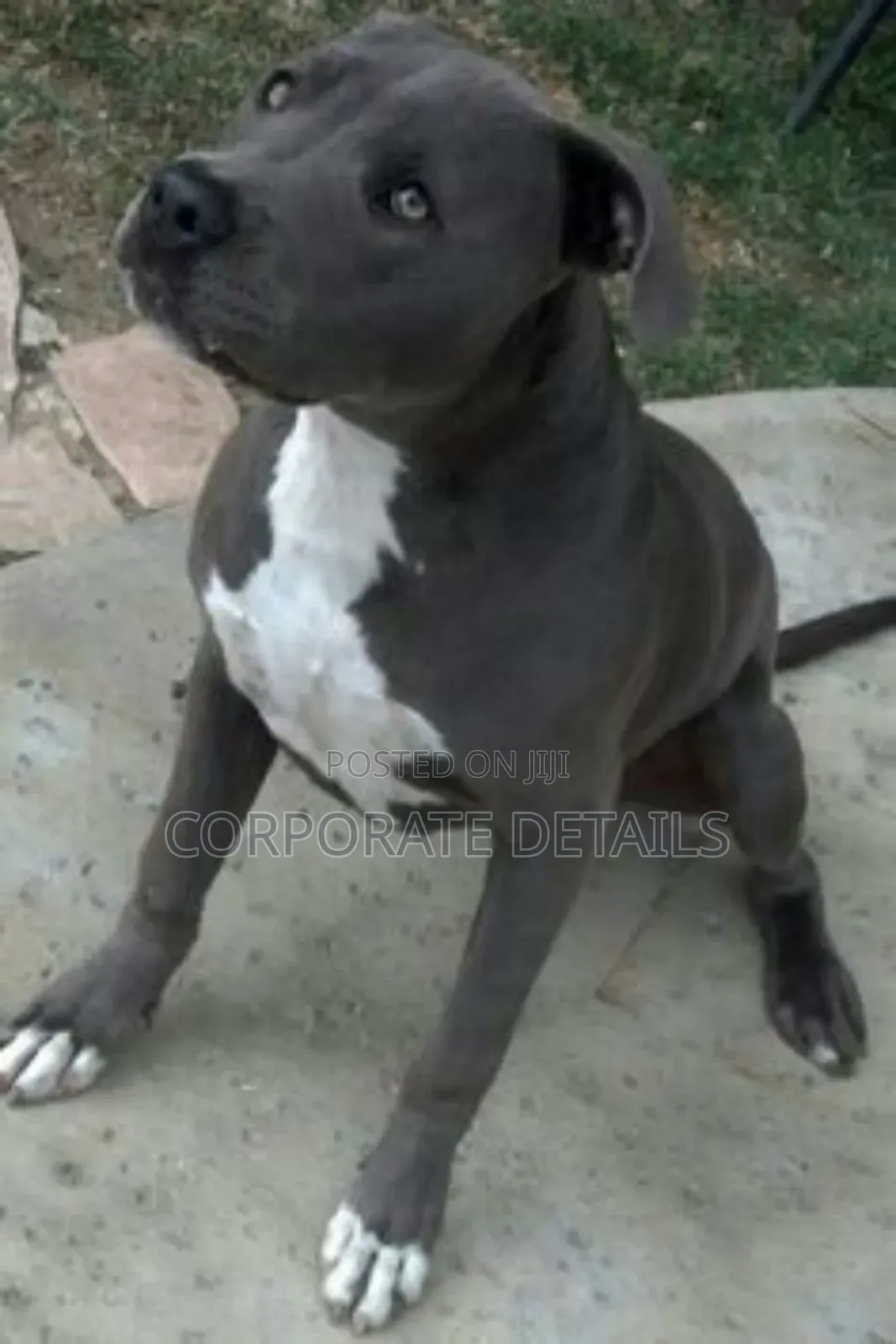 1-3 months Male Purebred American Pit Bull Terrier