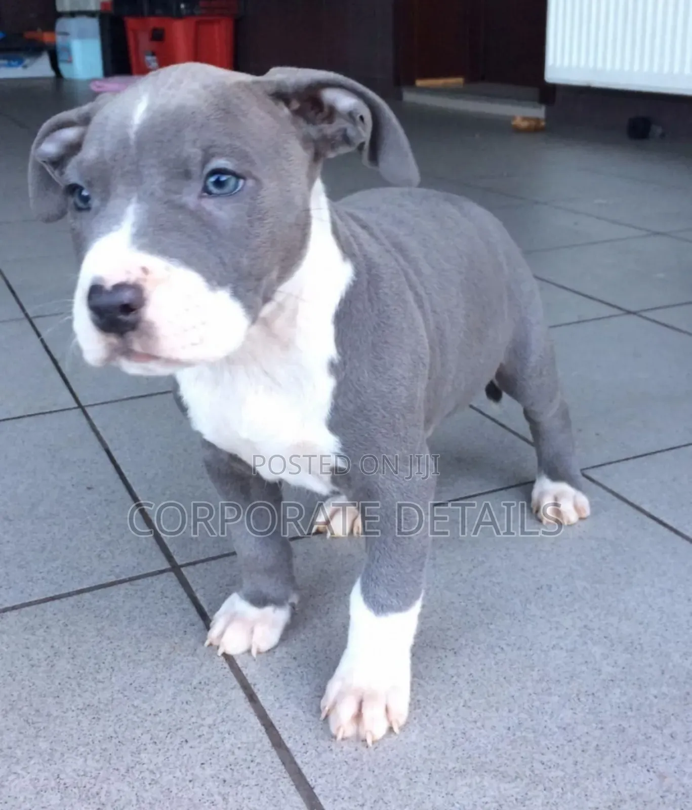 1-3 months Male Purebred American Pit Bull Terrier