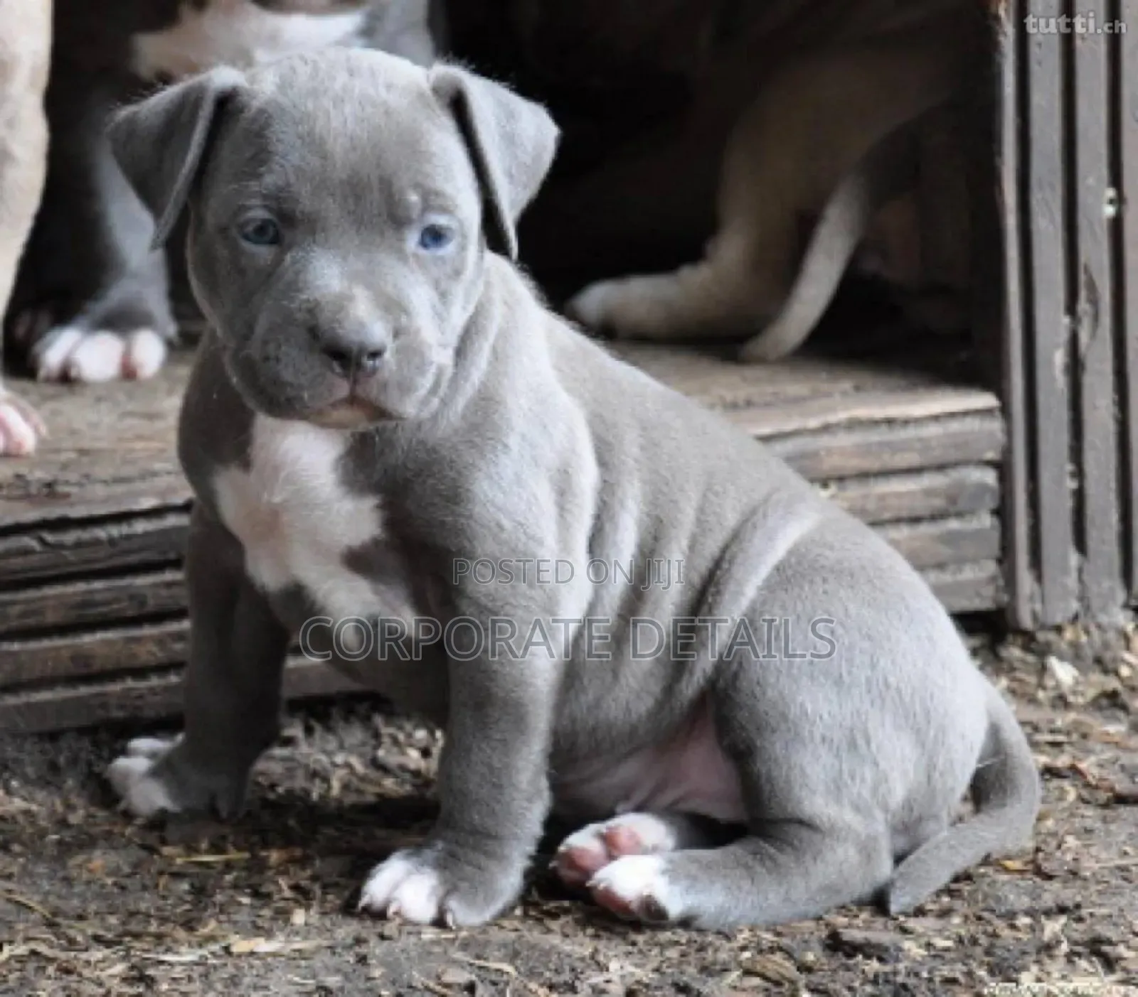 1-3 months Male Purebred American Pit Bull Terrier