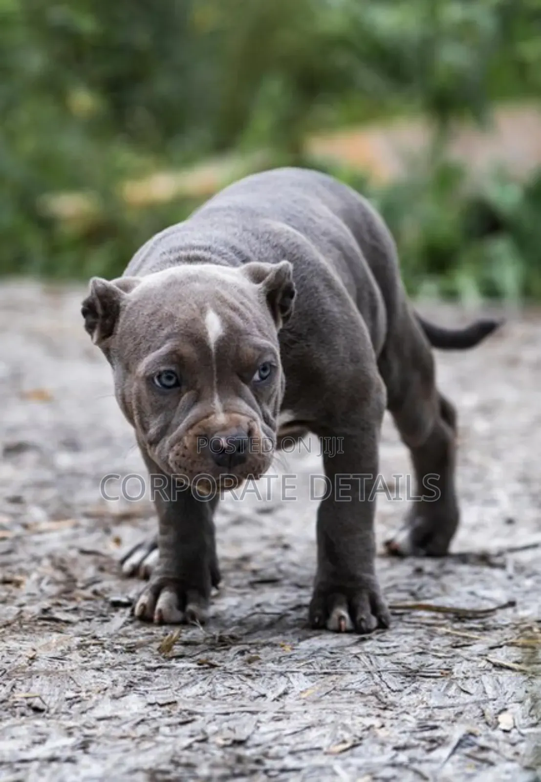 1-3 months Male Purebred American Pit Bull Terrier