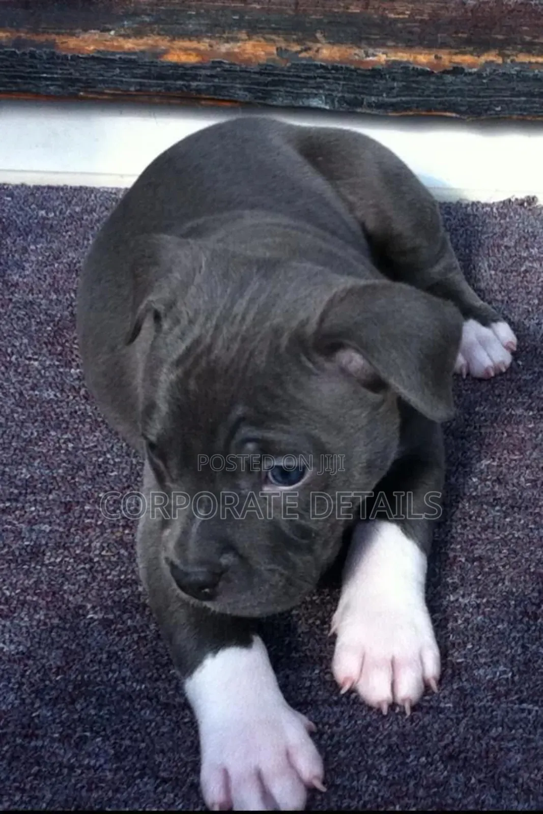 1-3 months Male Purebred American Pit Bull Terrier