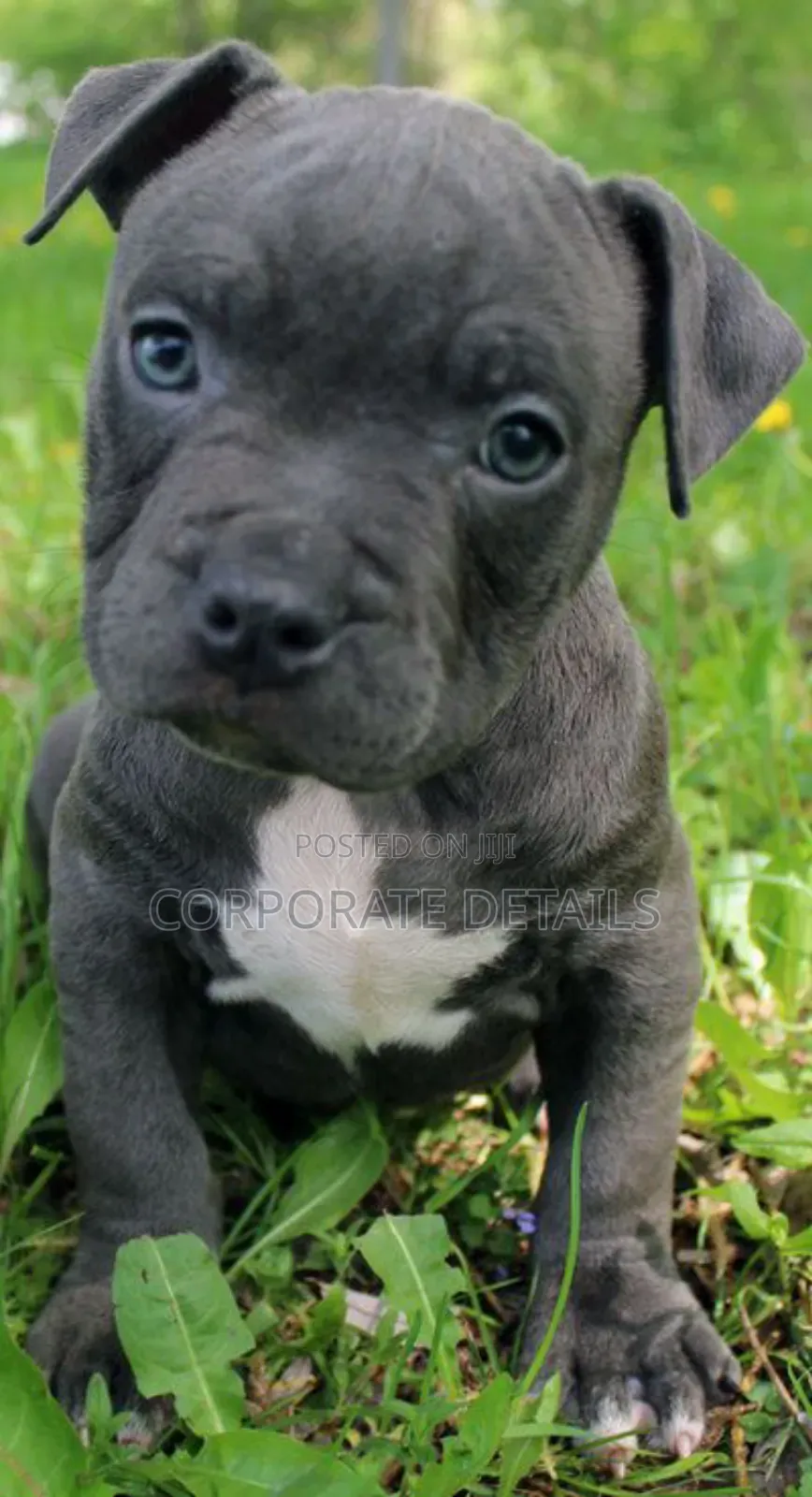 1-3 months Male Purebred American Pit Bull Terrier