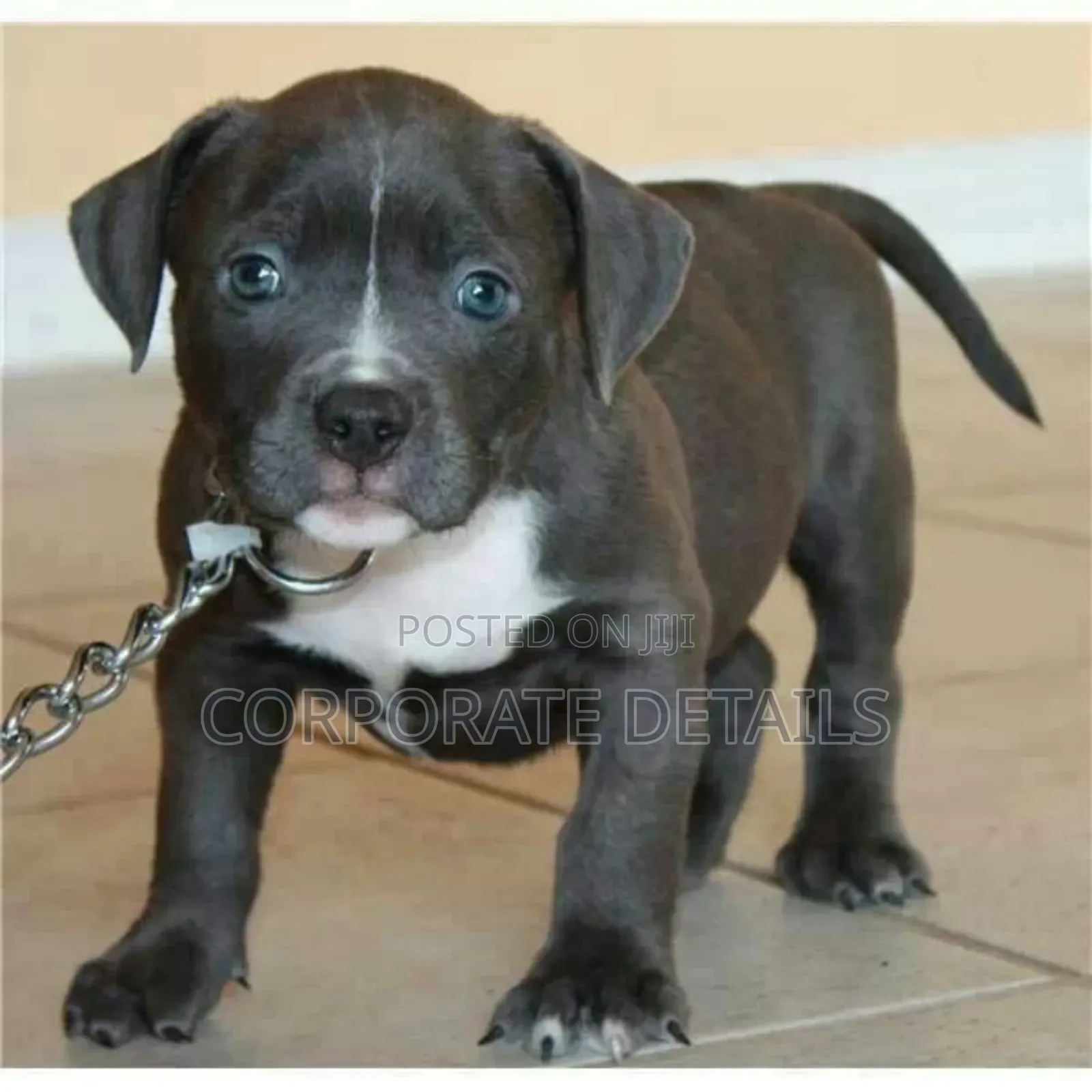 1-3 months Male Purebred American Pit Bull Terrier