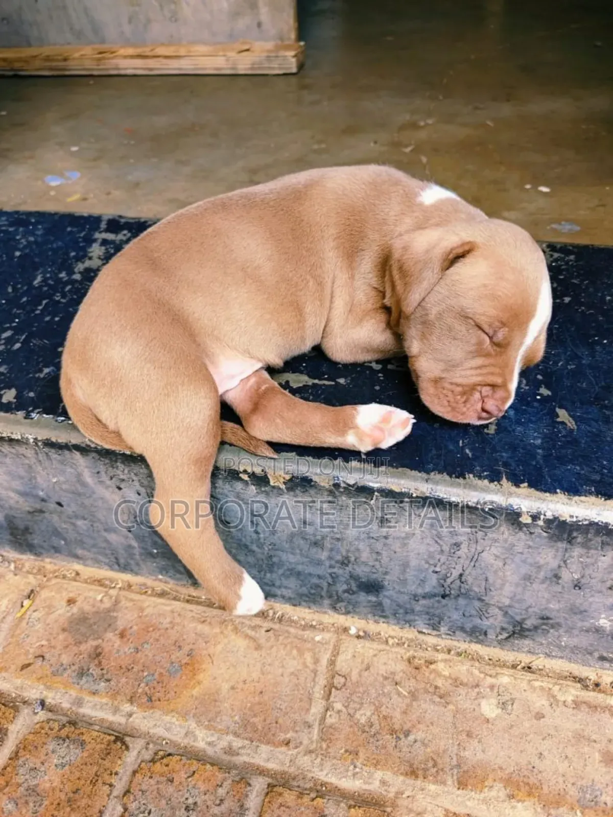 1-3 months Male Purebred American Pit Bull Terrier