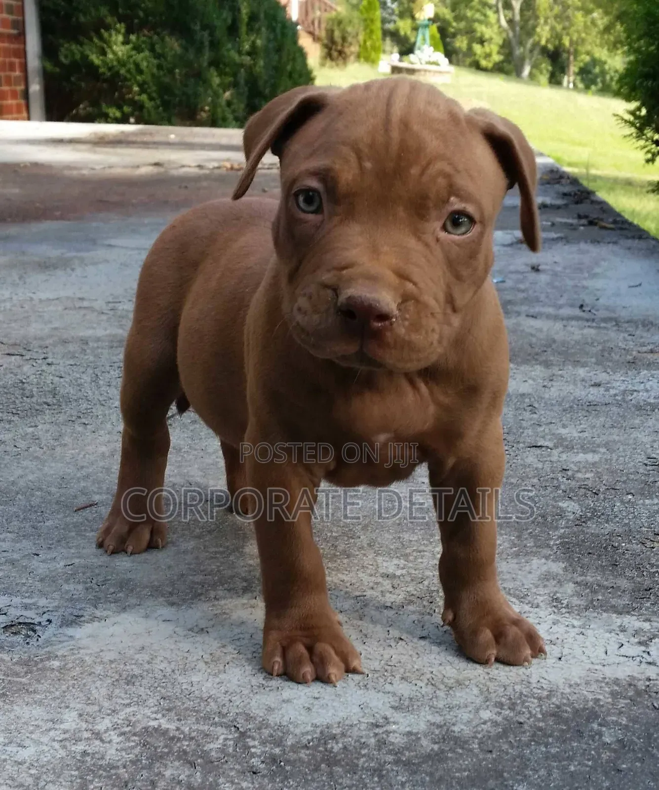 1-3 months Male Purebred American Pit Bull Terrier
