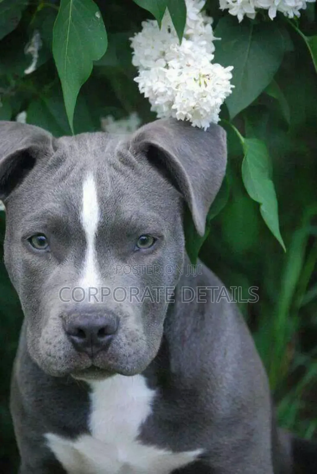 1+ year Male Purebred American Pit Bull Terrier