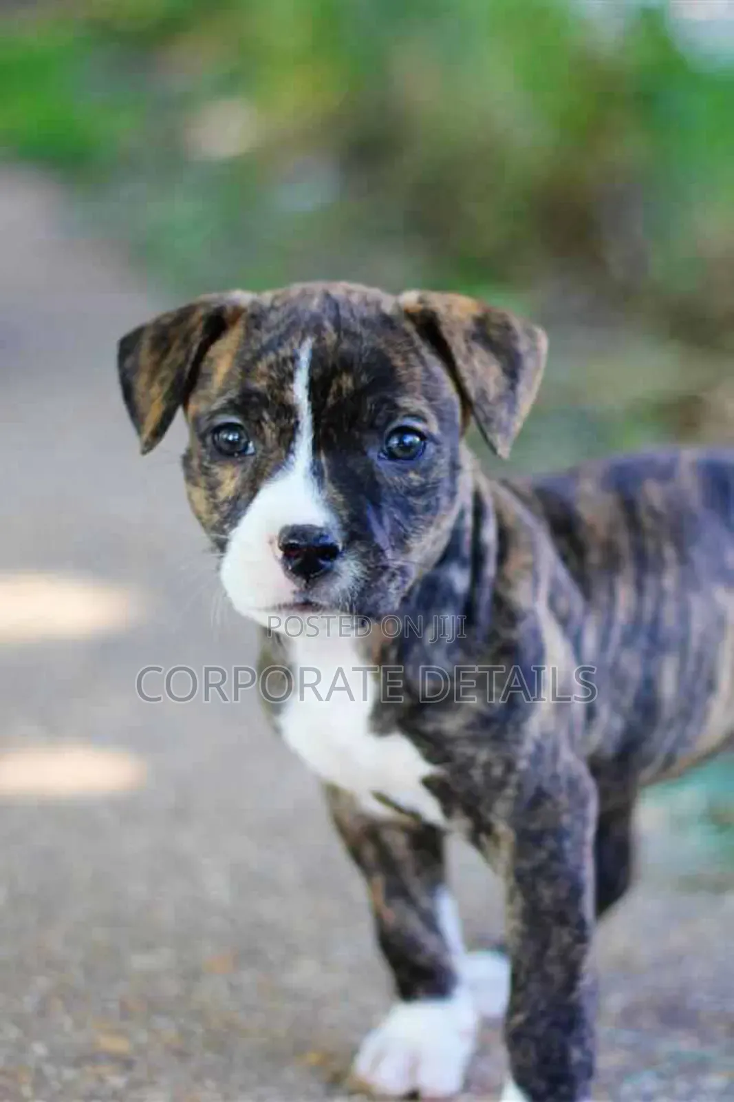 1-3 months Male Purebred American Pit Bull Terrier