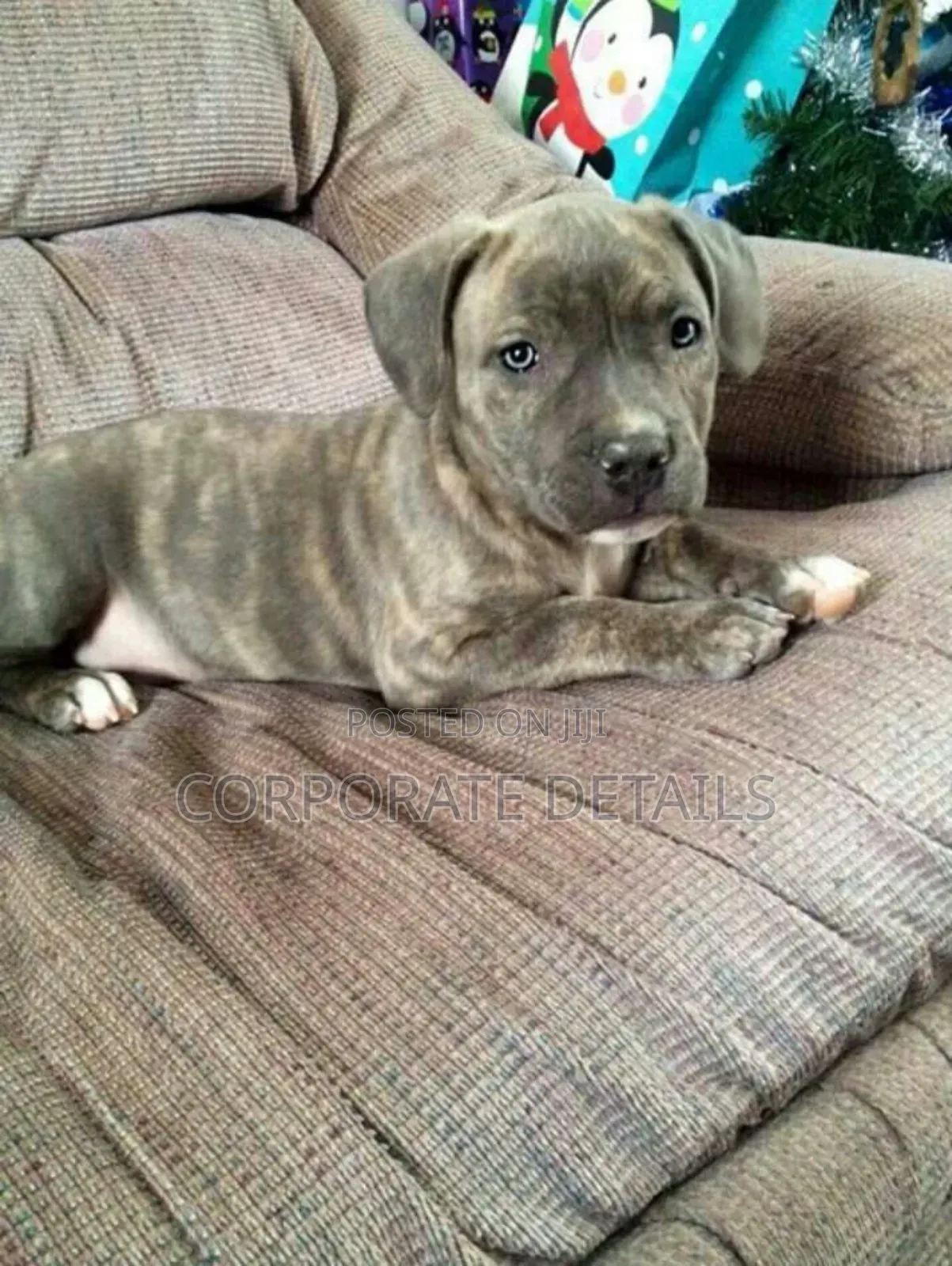 1-3 months Male Purebred American Pit Bull Terrier