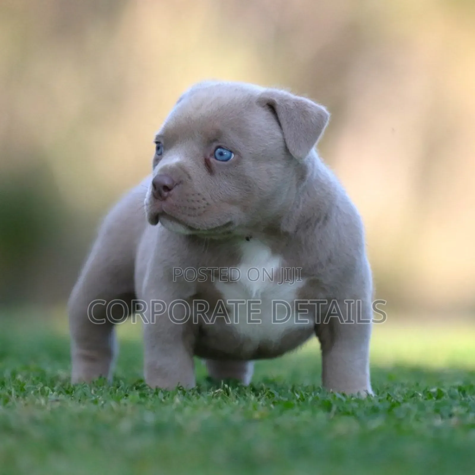 1-3 months Male Purebred American Pit Bull Terrier