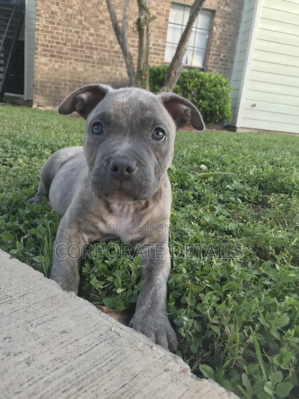 1-3 months Male Purebred American Pit Bull Terrier