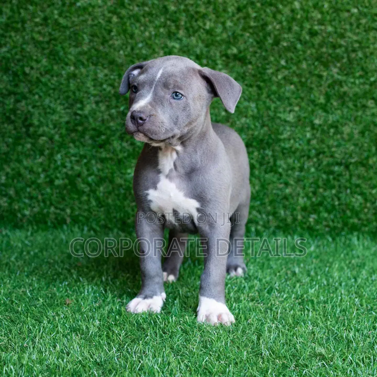 1-3 months Male Purebred American Pit Bull Terrier