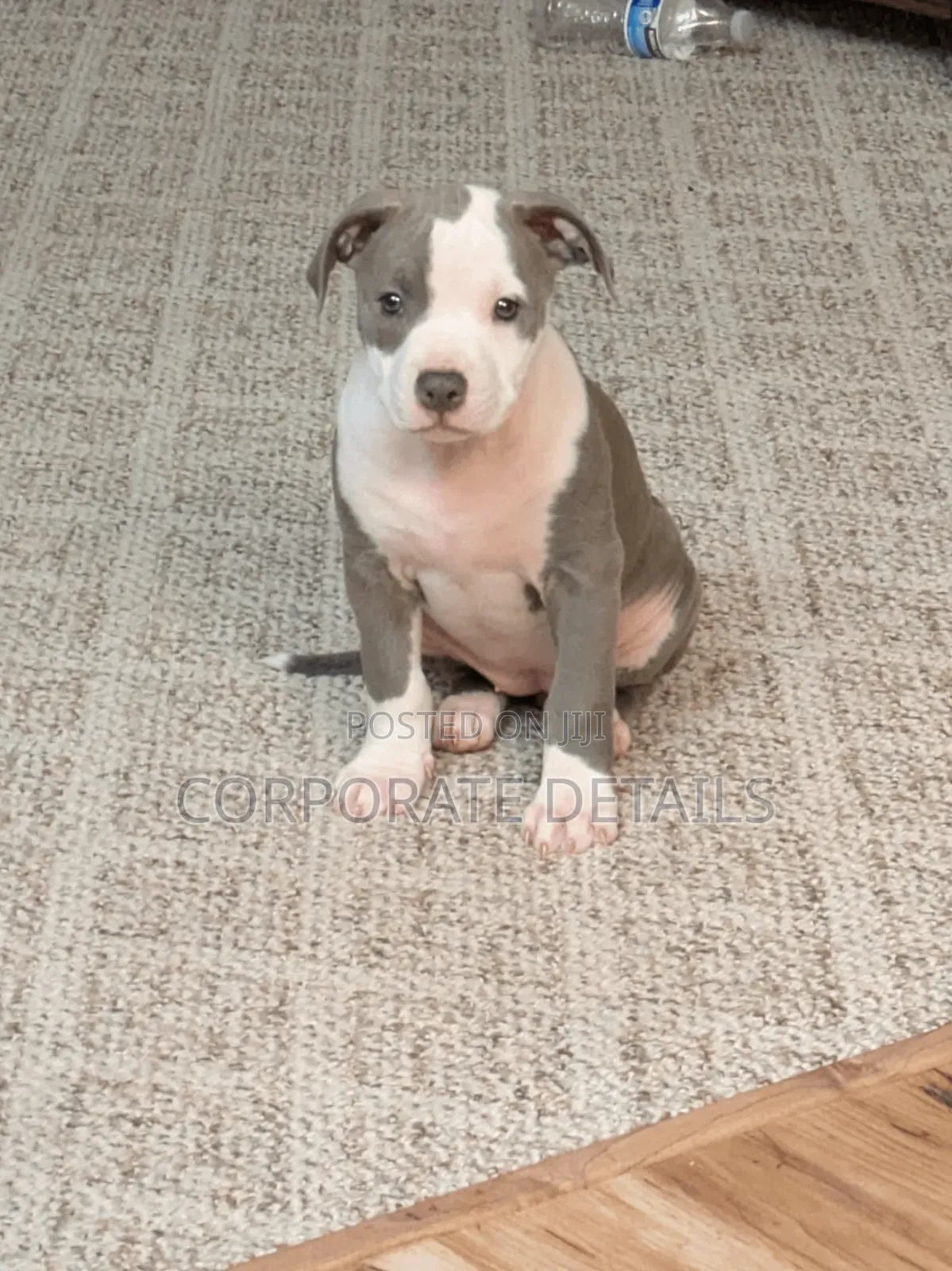 1-3 months Male Purebred American Pit Bull Terrier