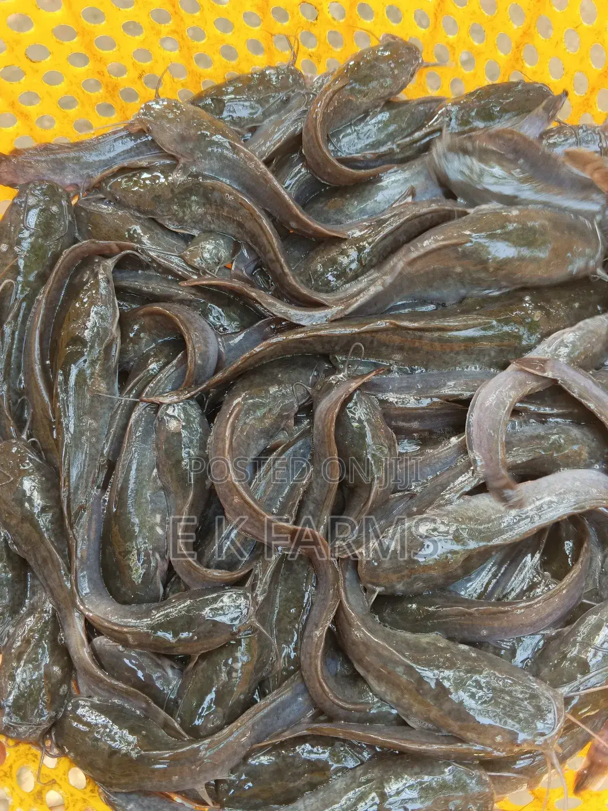Fast Growing Healthy Catfish Juveniles Available