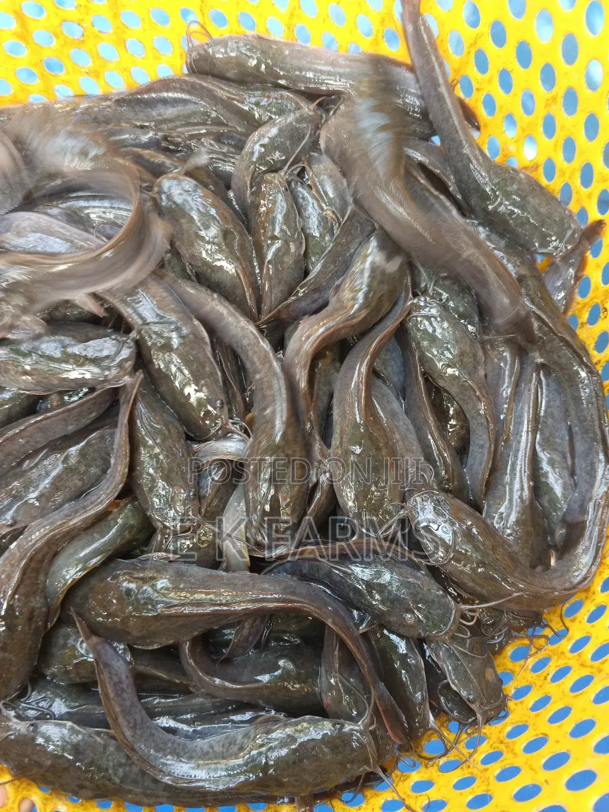 Fast Growing Healthy Catfish Juveniles Available