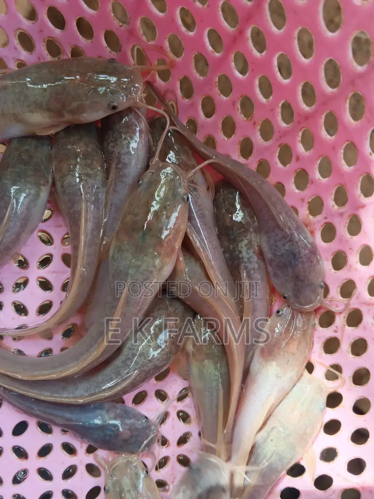 Fast Growing Healthy Catfish Juveniles Available