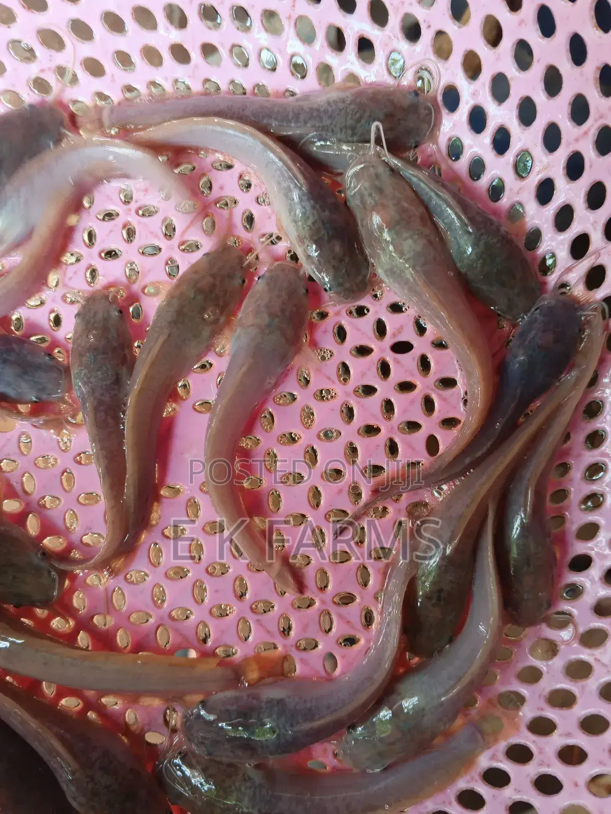Fast Growing Healthy Catfish Juveniles Available