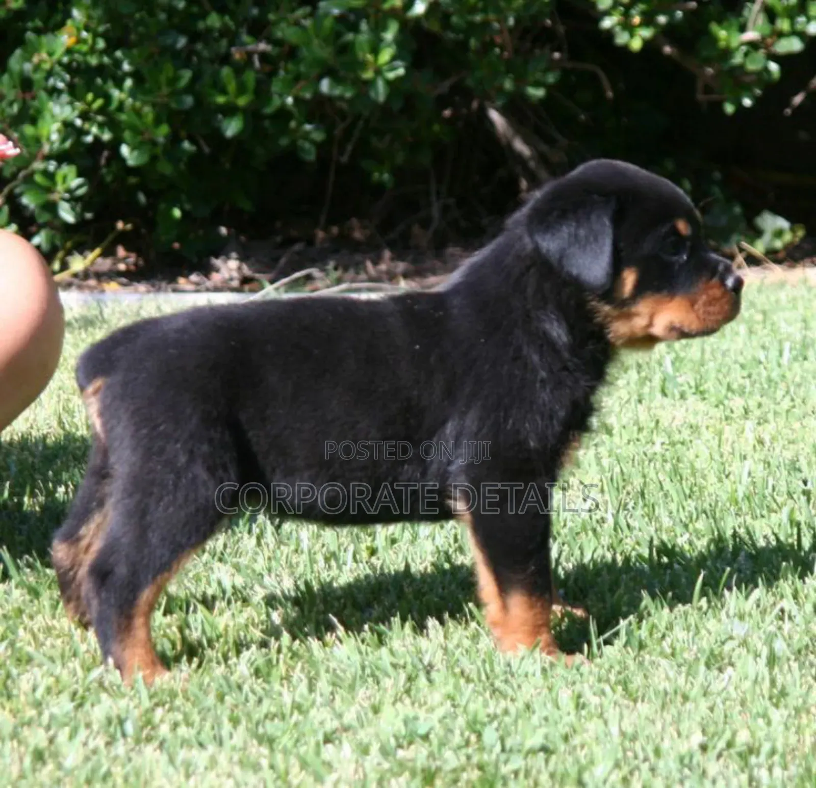 1-3 months Male Purebred Rottweiler