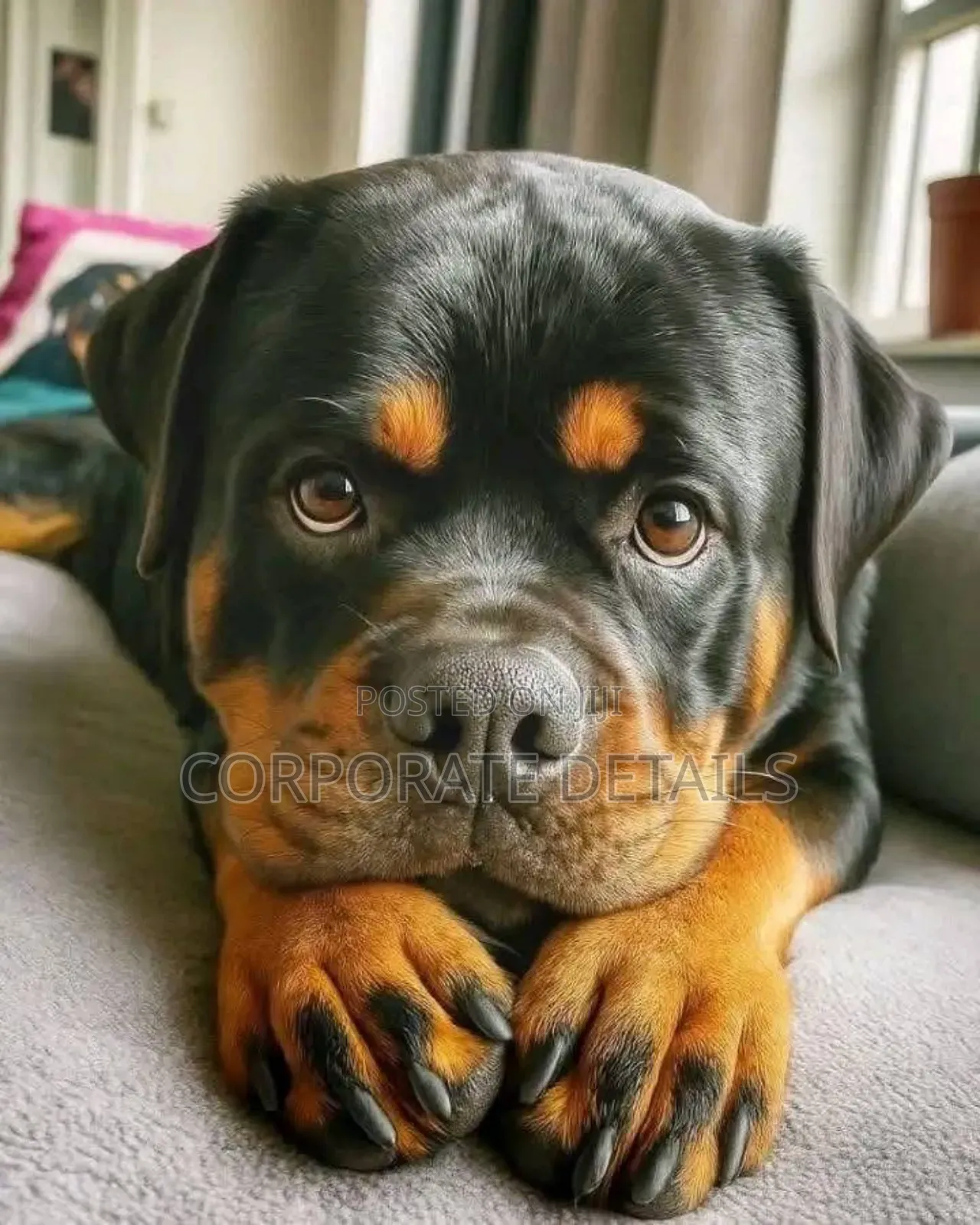 1-3 months Male Purebred Rottweiler