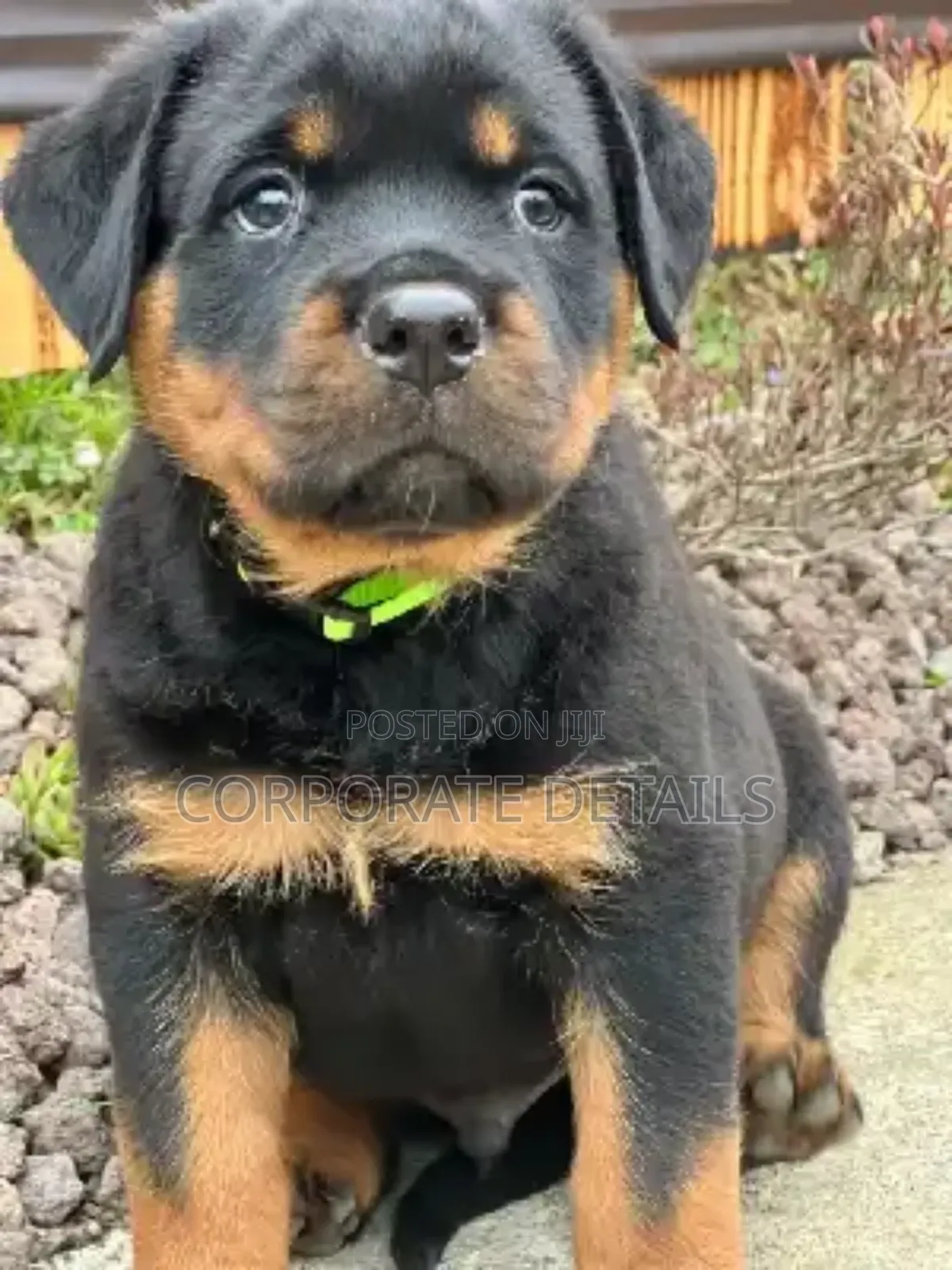 1-3 months Male Purebred Rottweiler