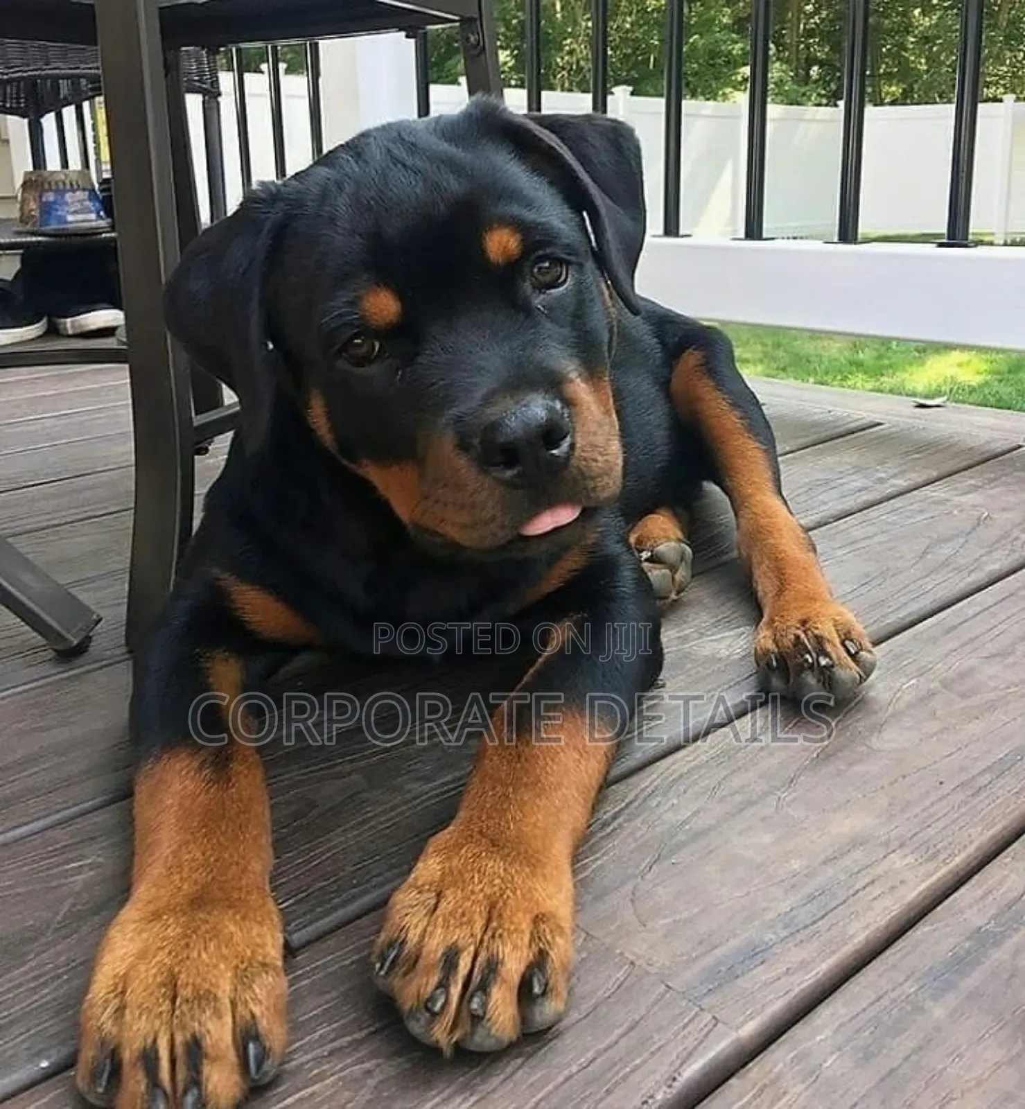 1-3 months Male Purebred Rottweiler