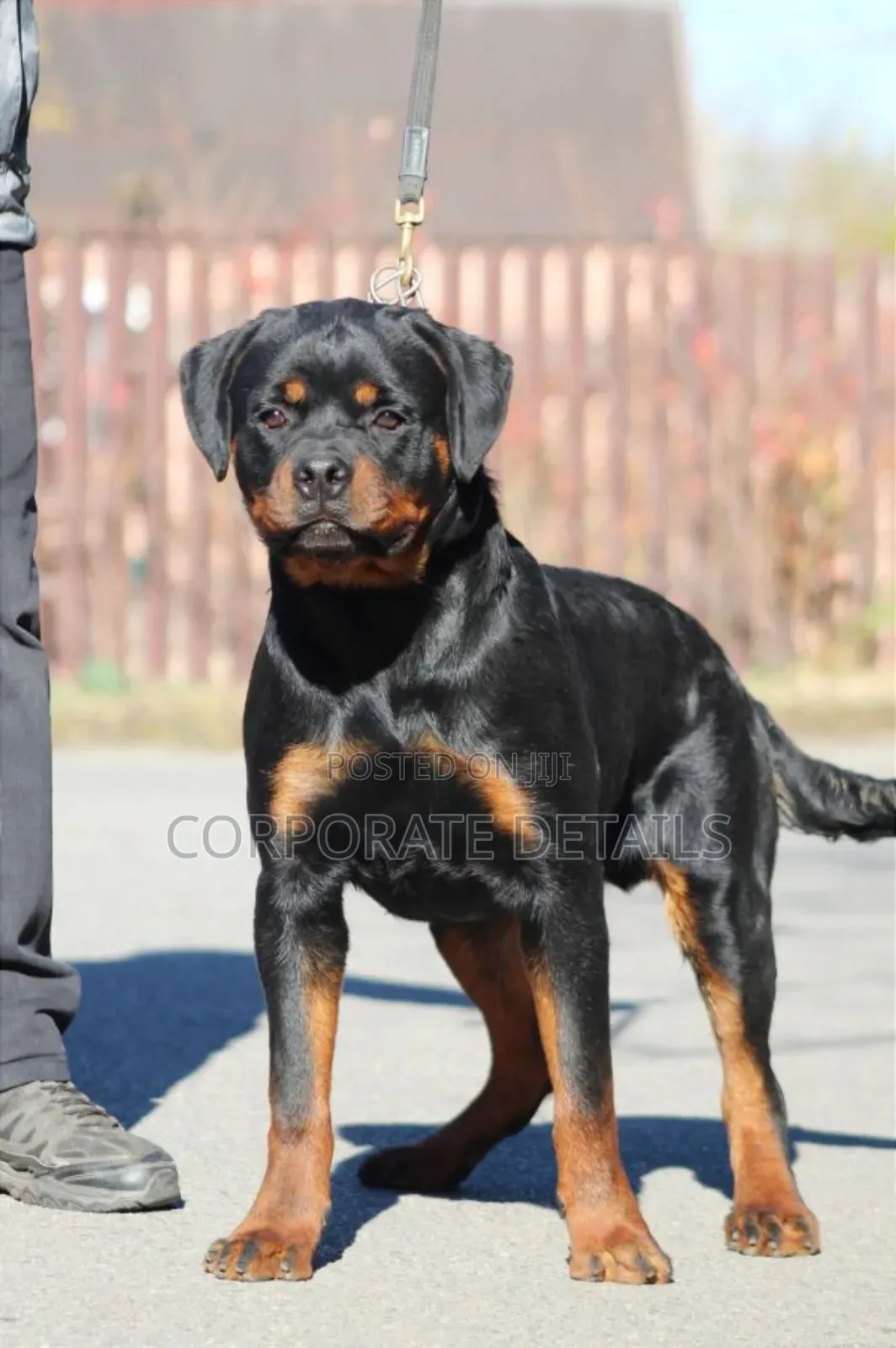 1-3 months Male Purebred Rottweiler