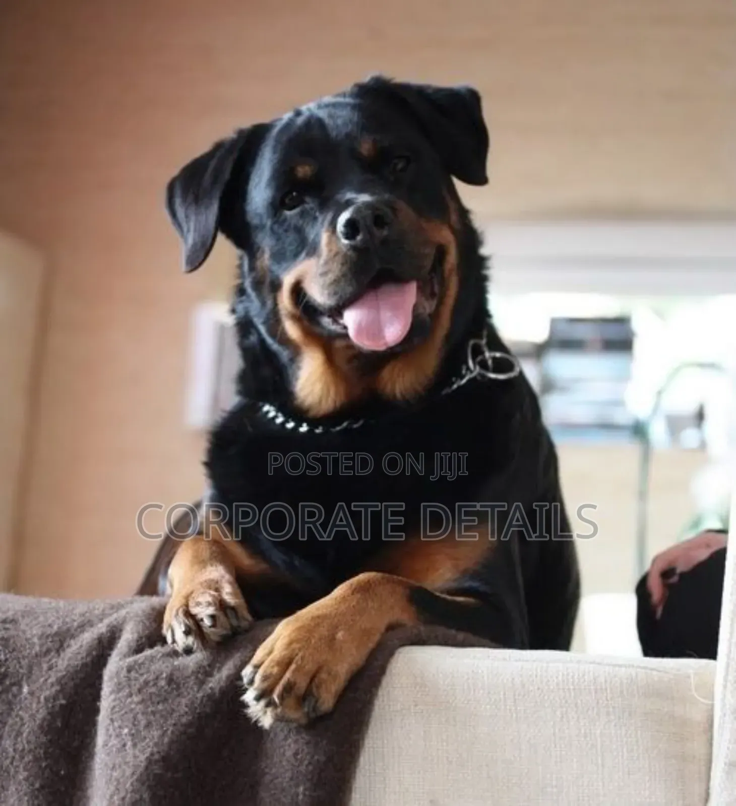 6-12 months Male Purebred Rottweiler