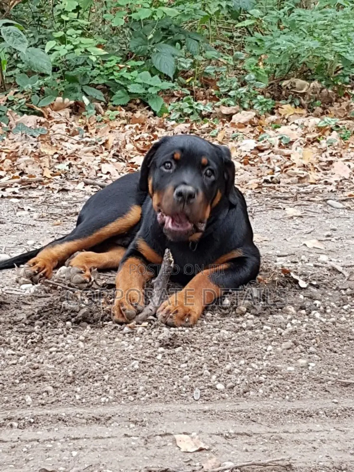 6-12 months Male Purebred Rottweiler
