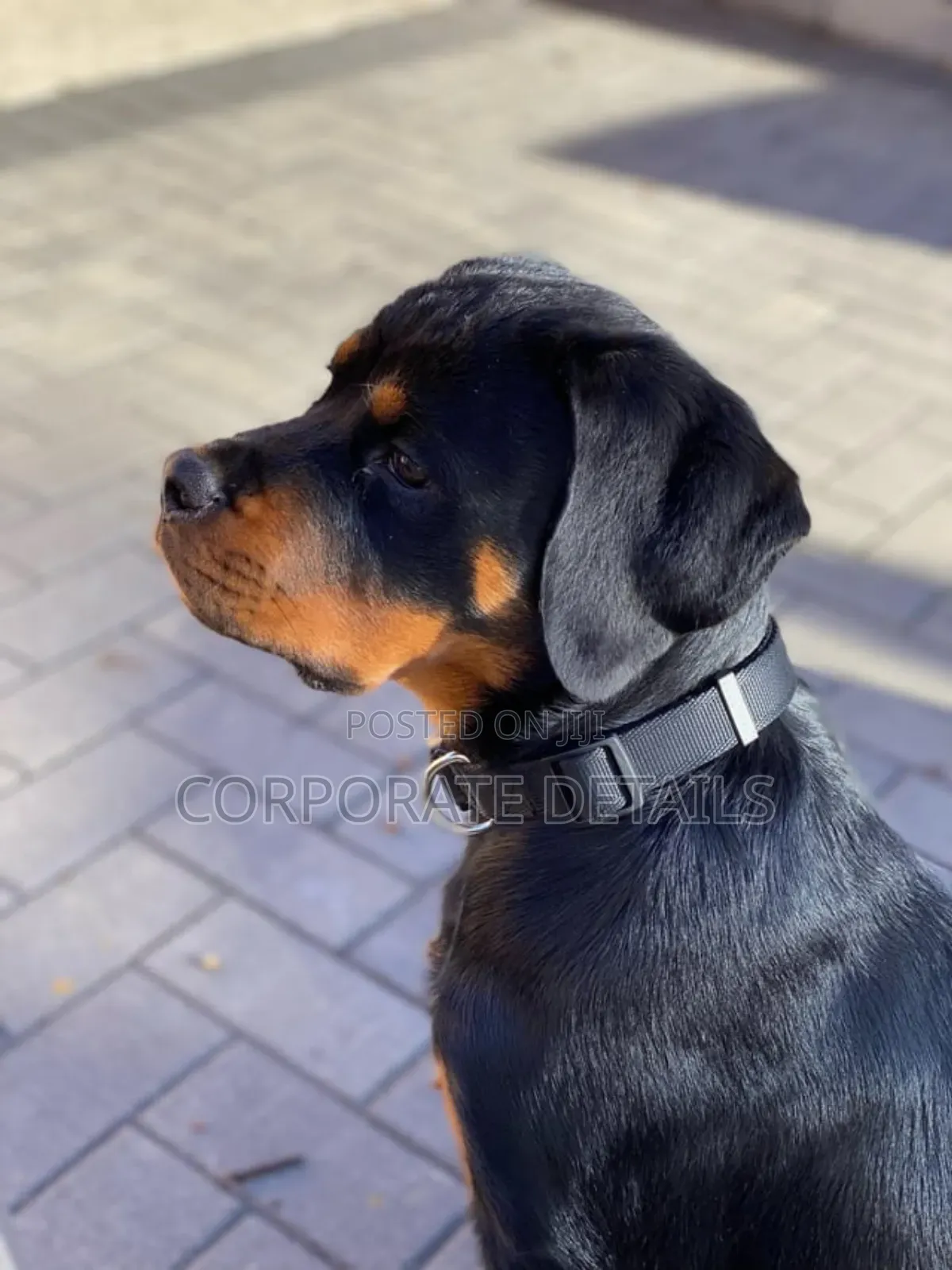 6-12 months Male Purebred Rottweiler