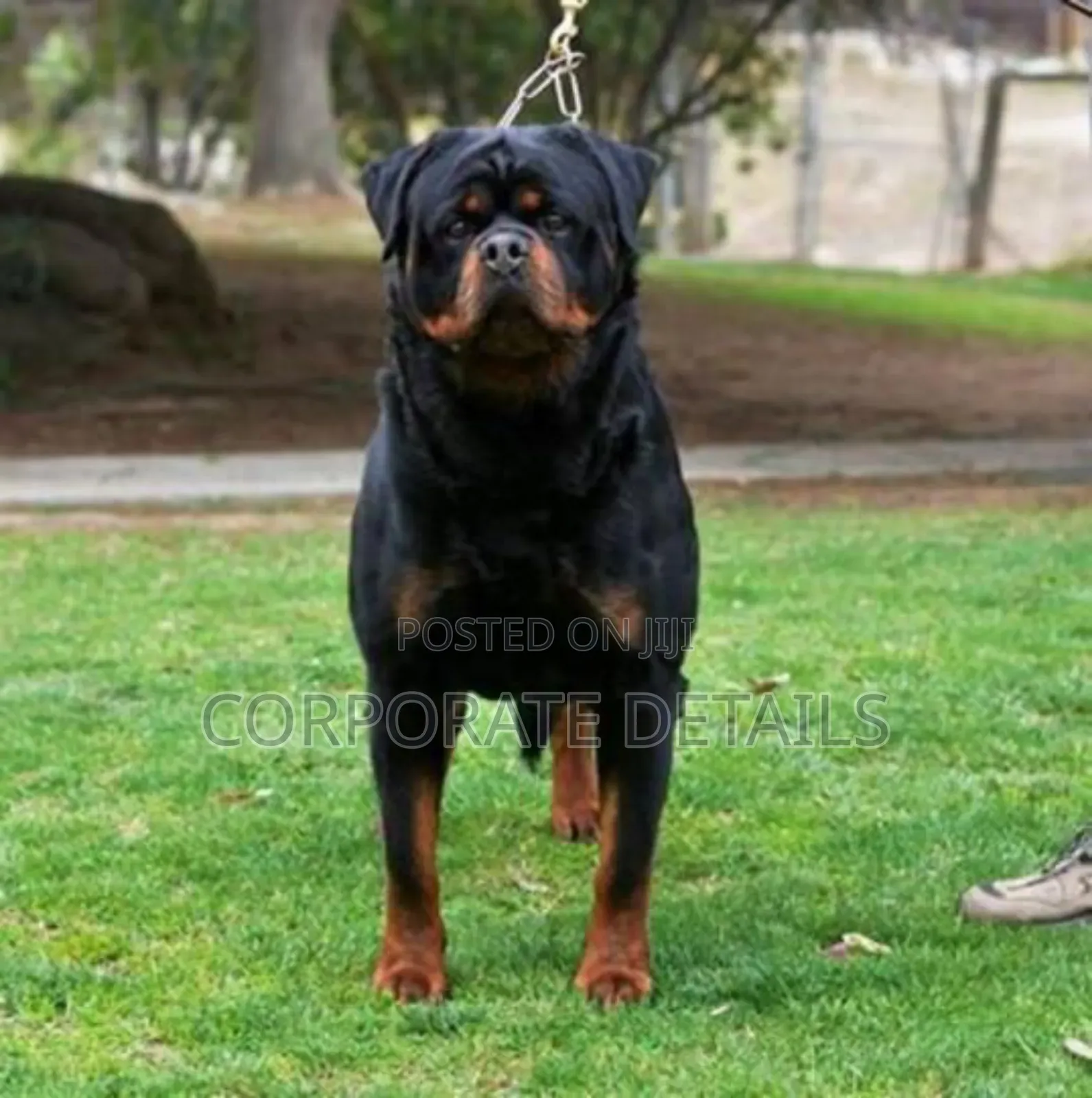 1+ year Male Purebred Rottweiler