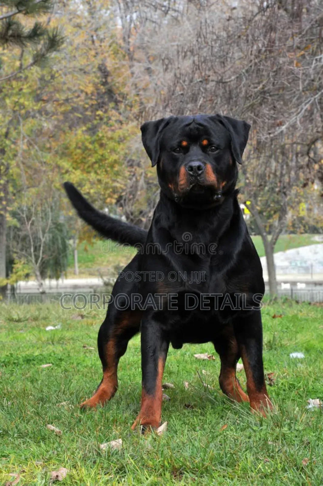 1+ year Male Purebred Rottweiler
