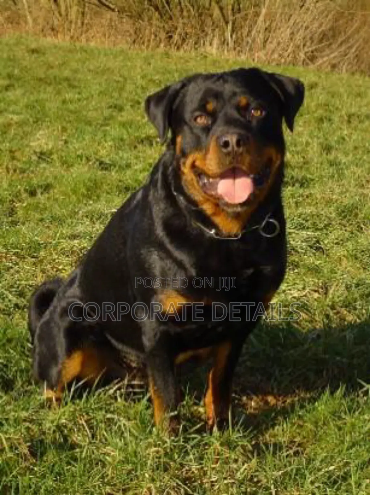 1+ year Male Purebred Rottweiler