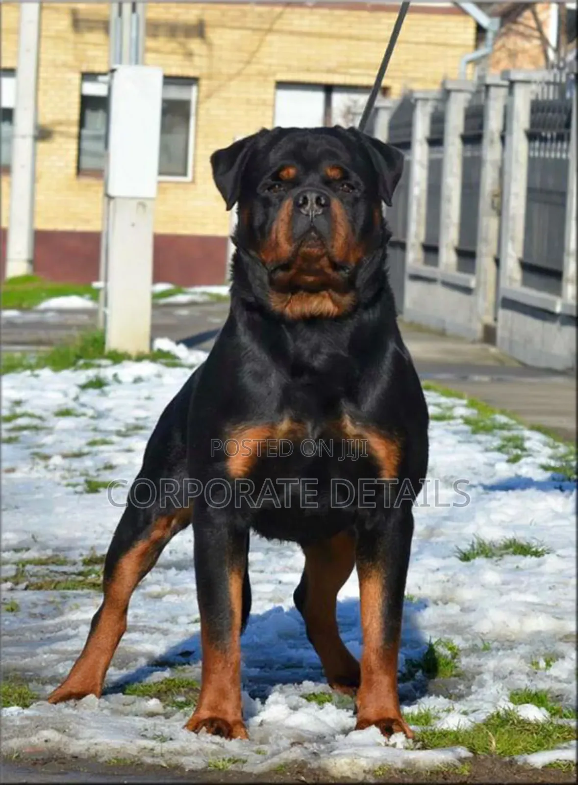 1+ year Male Purebred Rottweiler