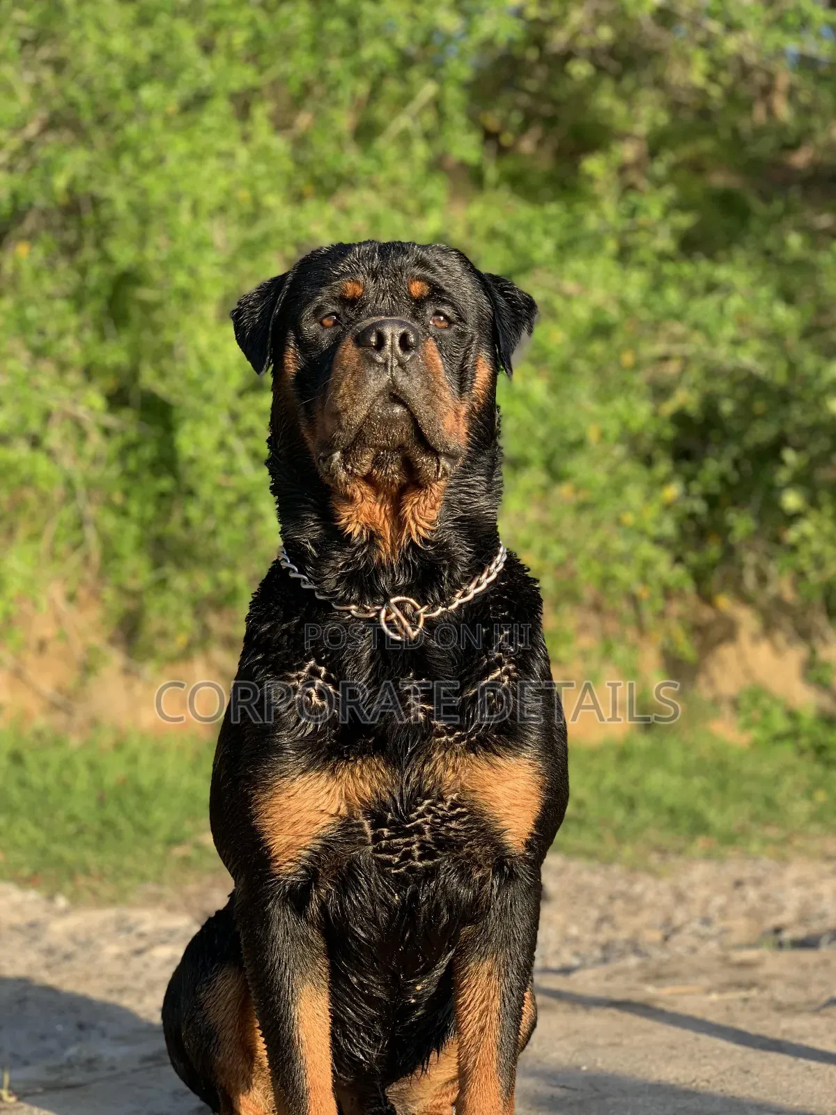 1+ year Male Purebred Rottweiler