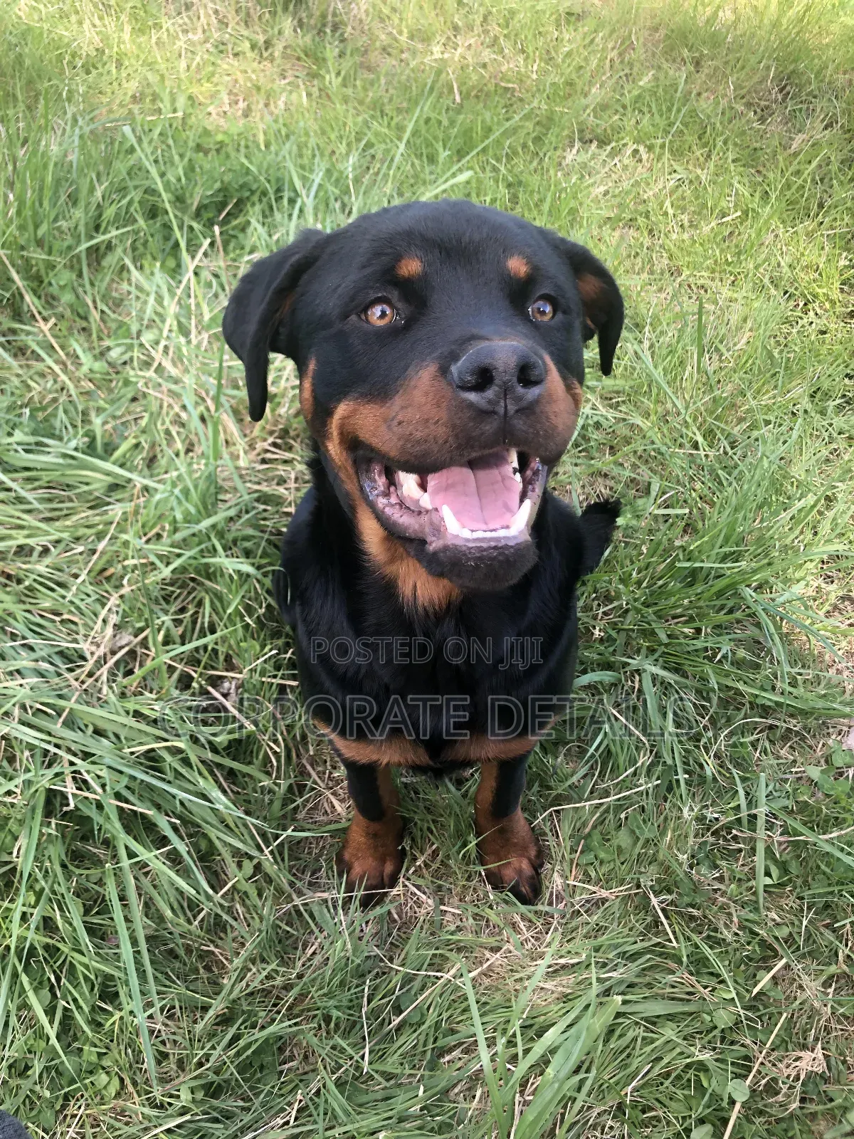 1+ year Male Purebred Rottweiler
