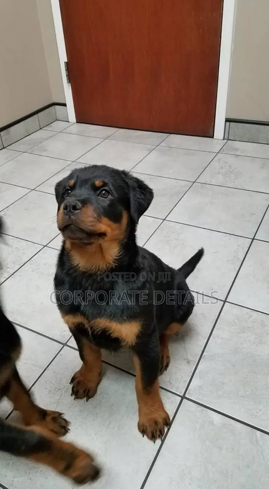 1+ year Male Purebred Rottweiler