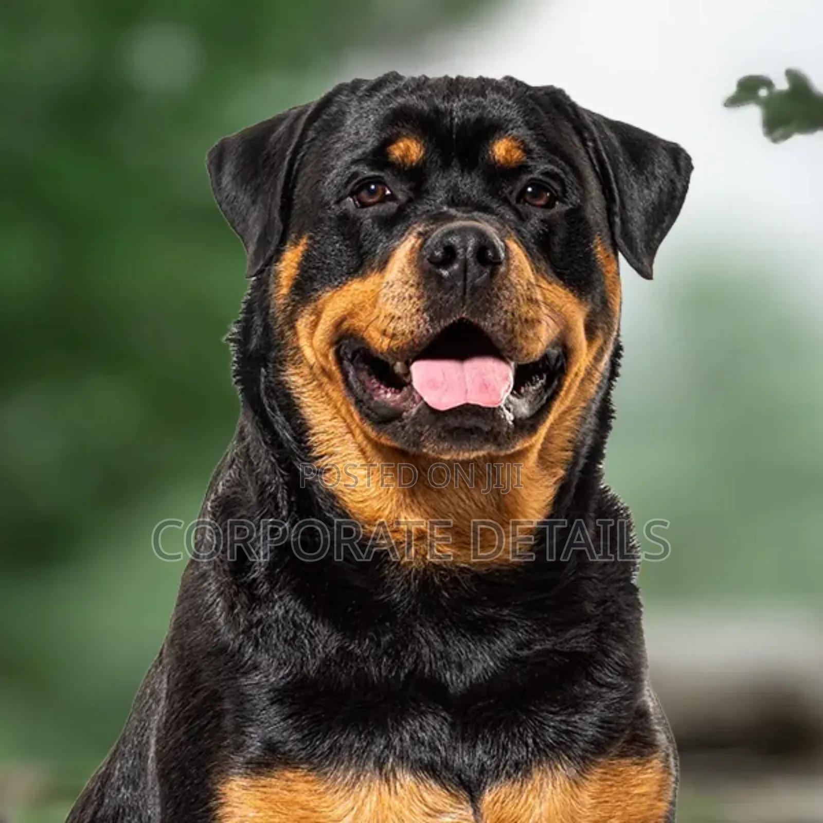 1+ year Male Purebred Rottweiler