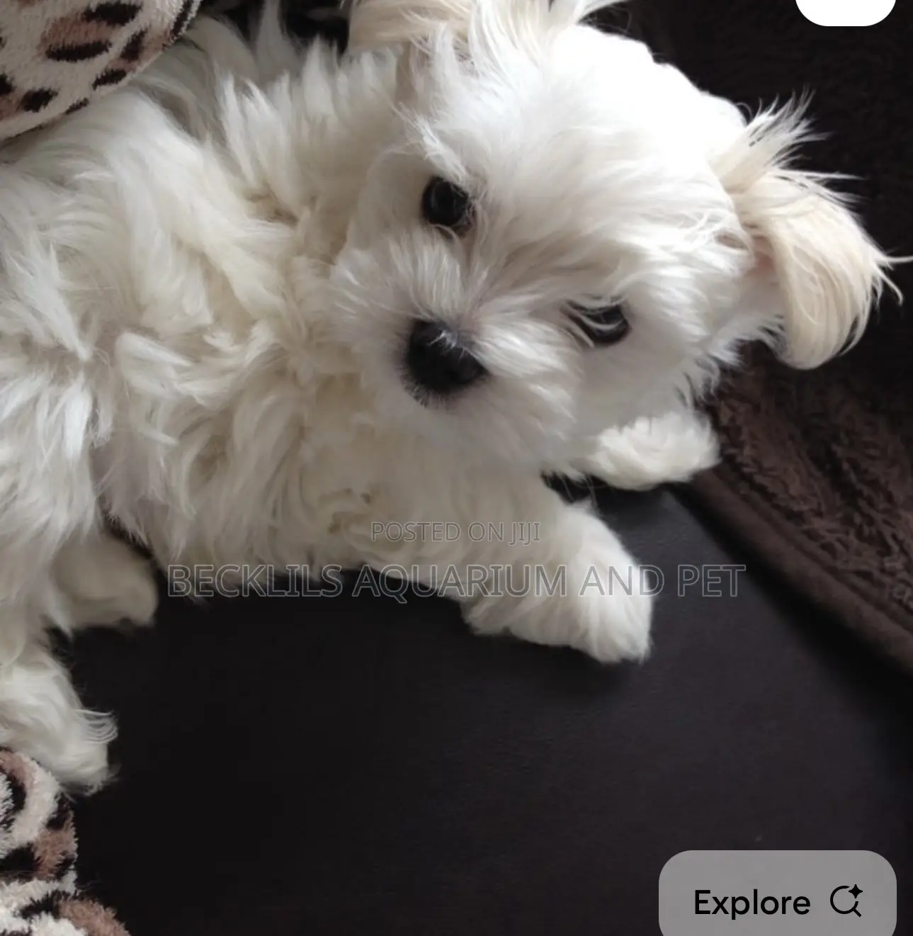 1-3 months Female Purebred Maltese
