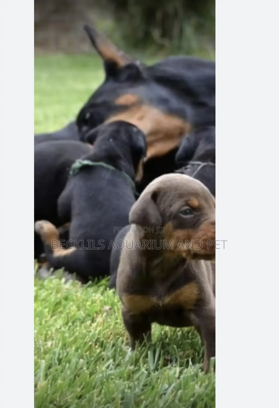 1-3 months Female Purebred Doberman Pinscher