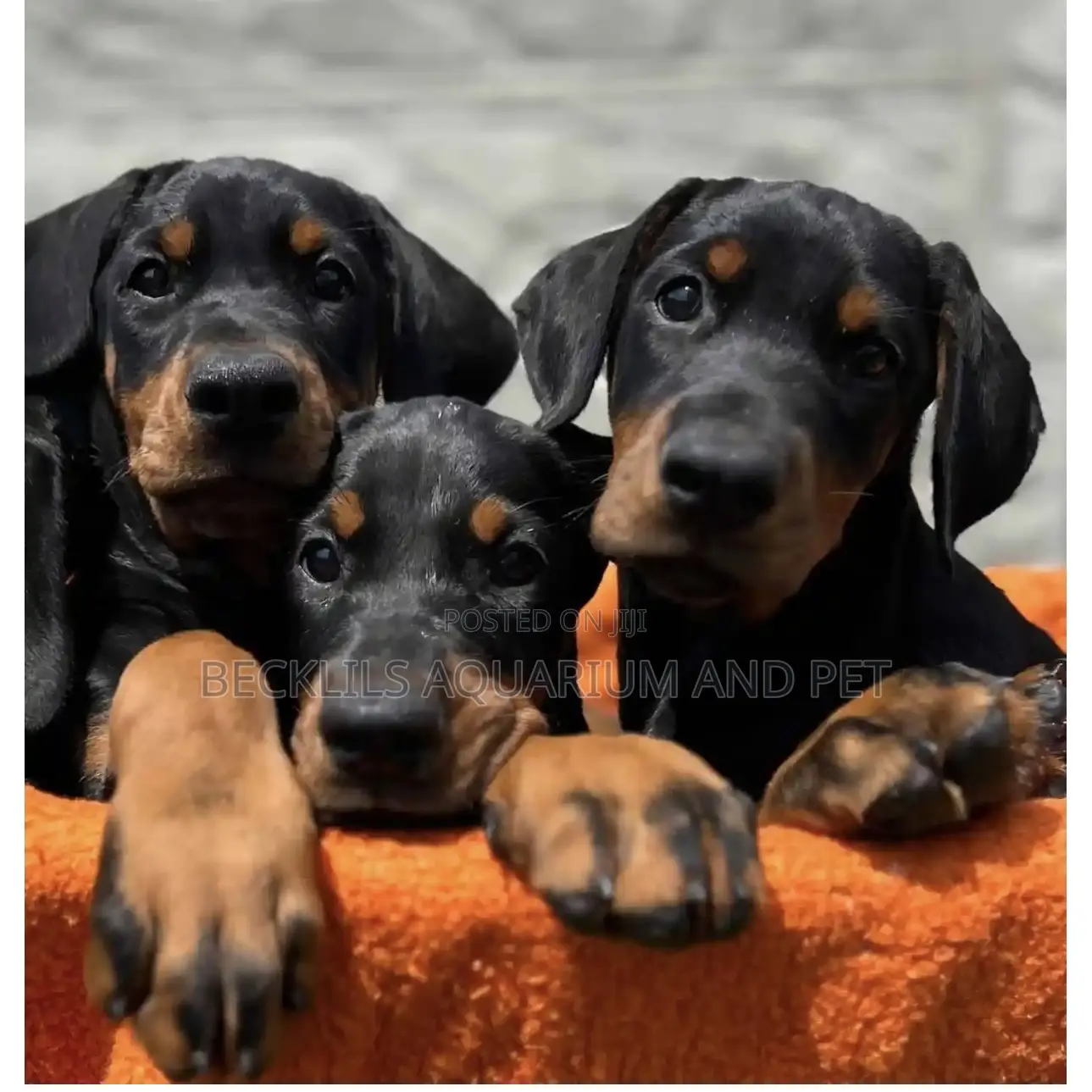 1-3 months Female Purebred Doberman Pinscher