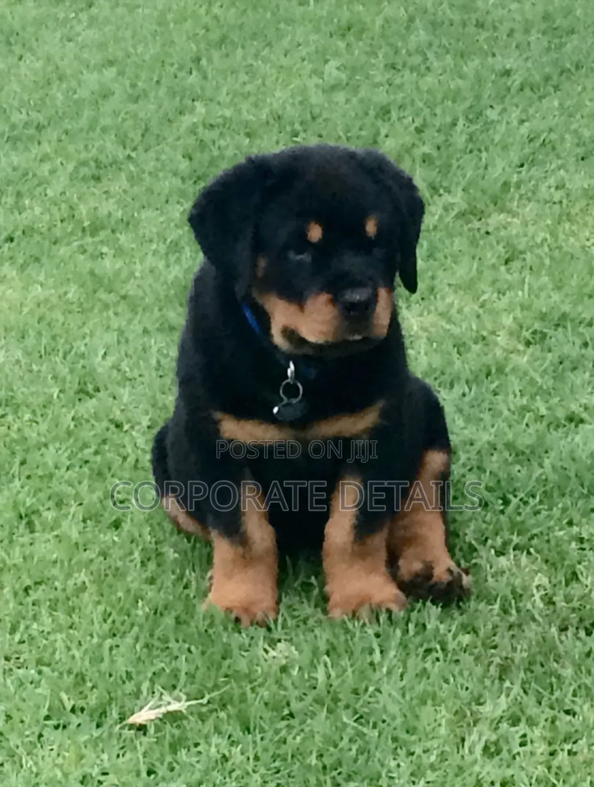 1-3 months Male Purebred Rottweiler