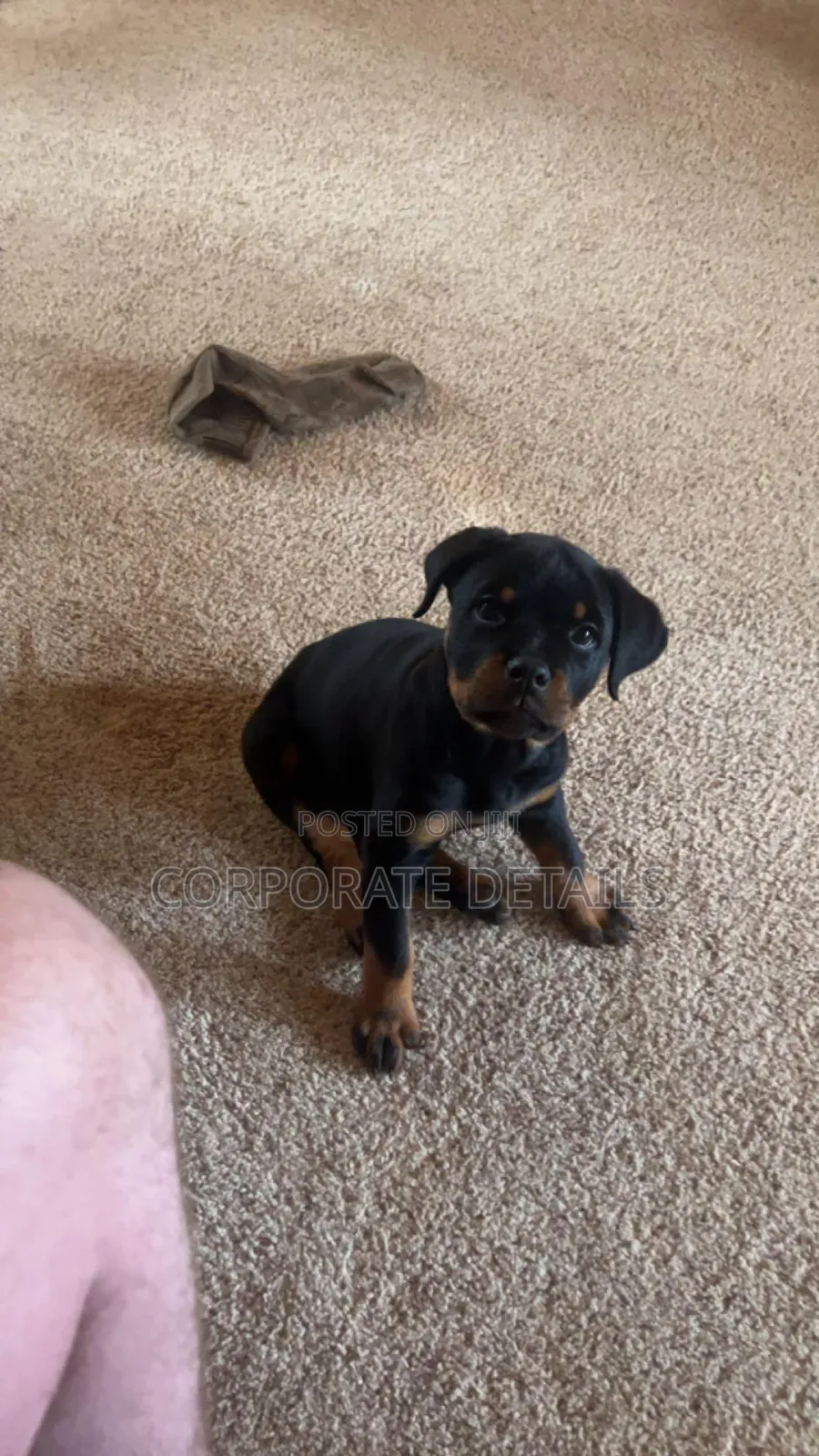 1-3 months Male Purebred Rottweiler